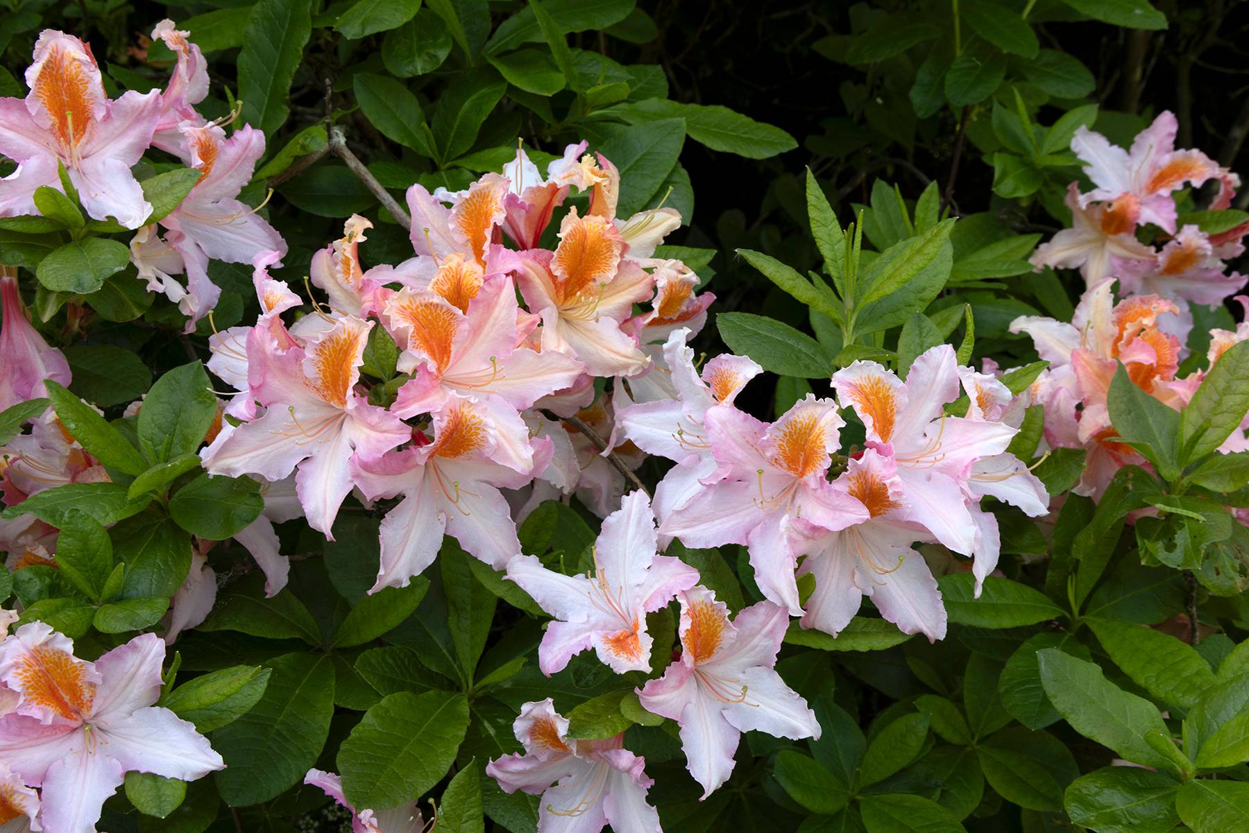 Azaleas