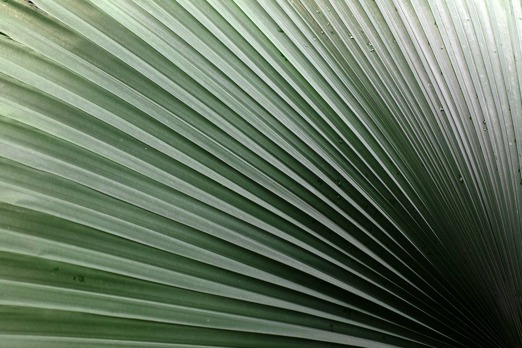 PalmDesign.jpg