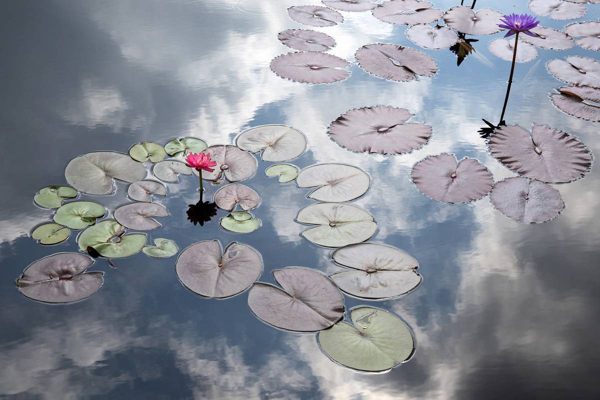 LilyPond_AtlantaGeorgia_SaraShoemakerLind..jpg
