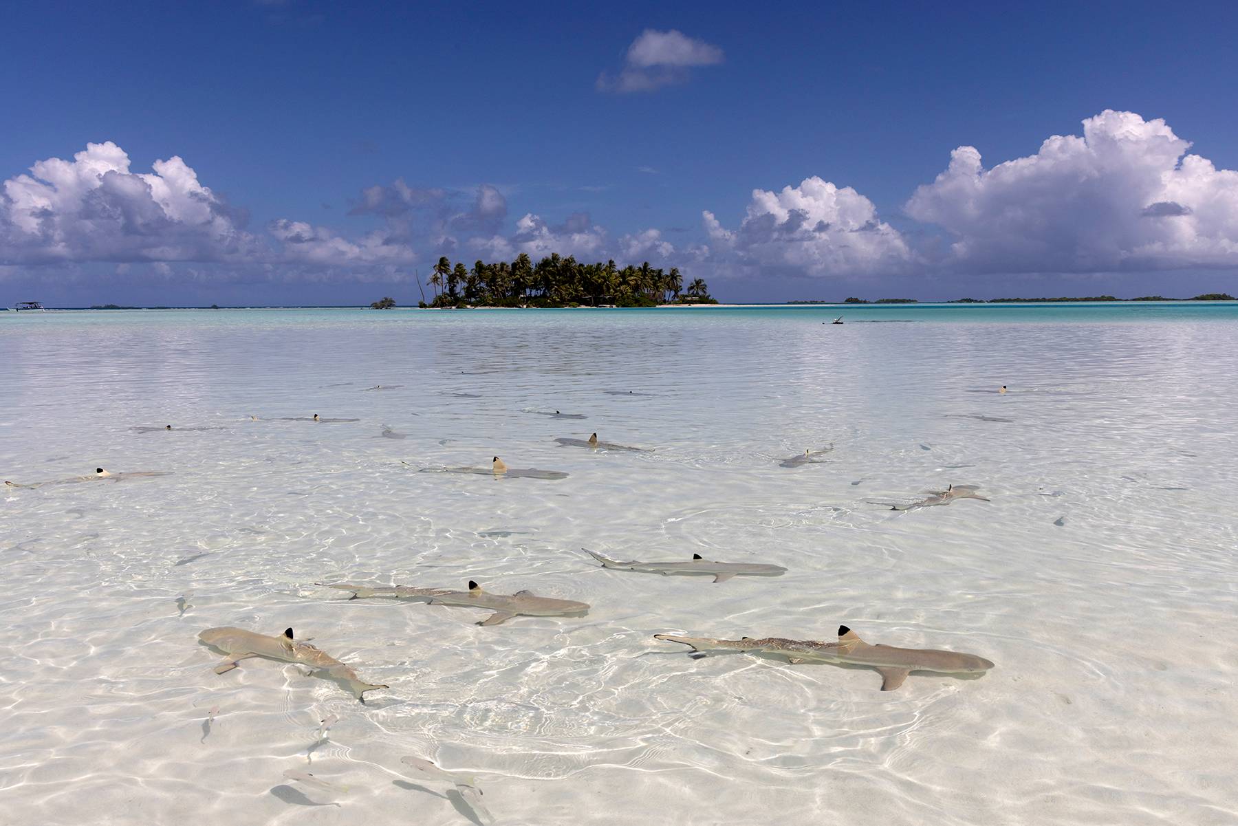 Blacktip Shark Nursery, Rangiroa, Blue Lagoon,, French Polynesia