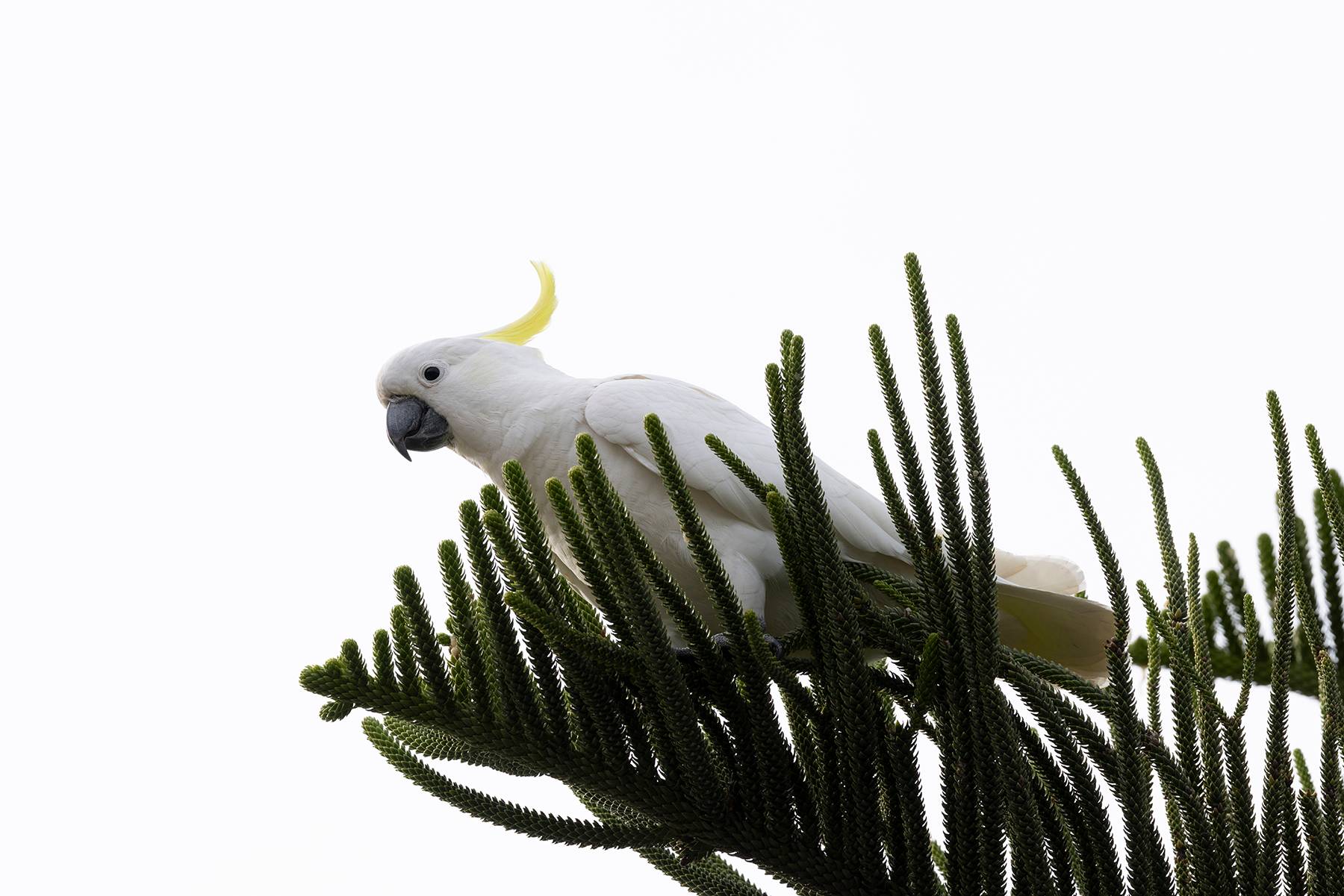 Cockatoo in Pine