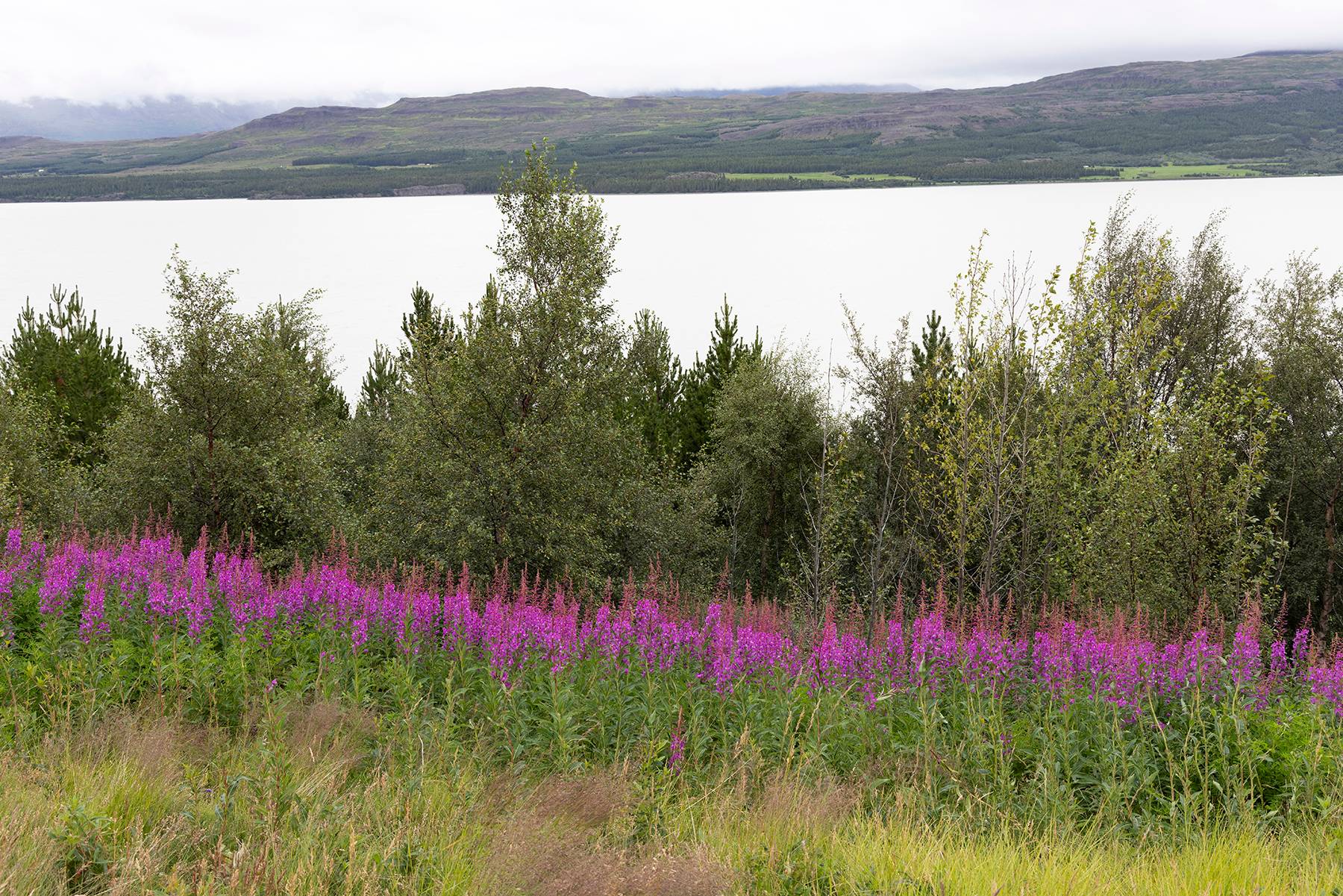 Wildflowers and lake