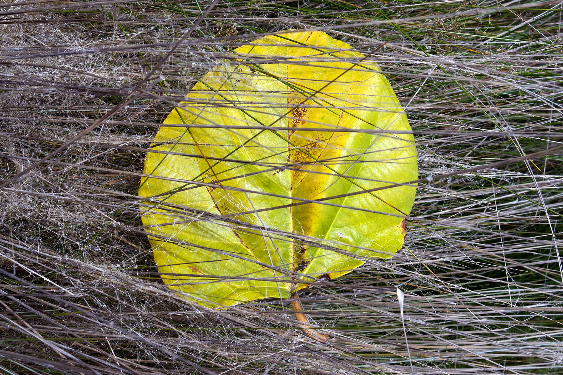 Weft Of Nature