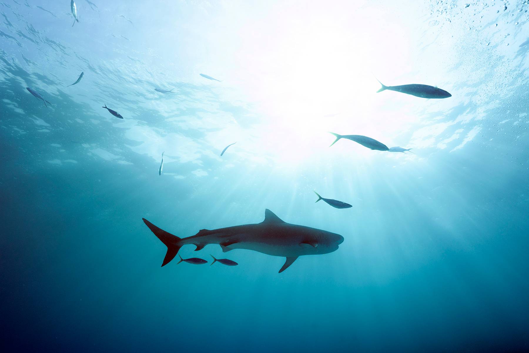 Tiger Shark And Sunburst