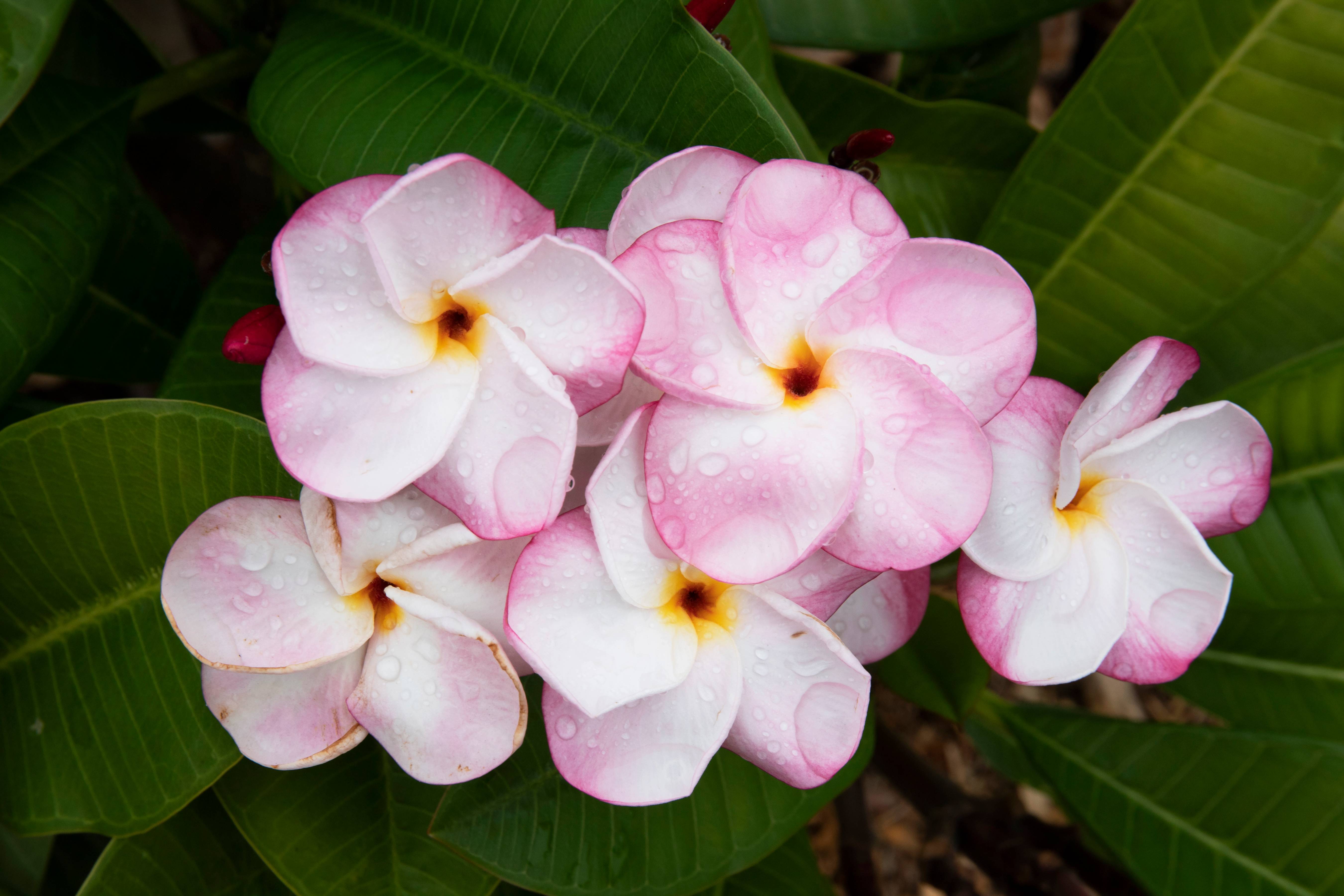 Pink Pansy Plumerias