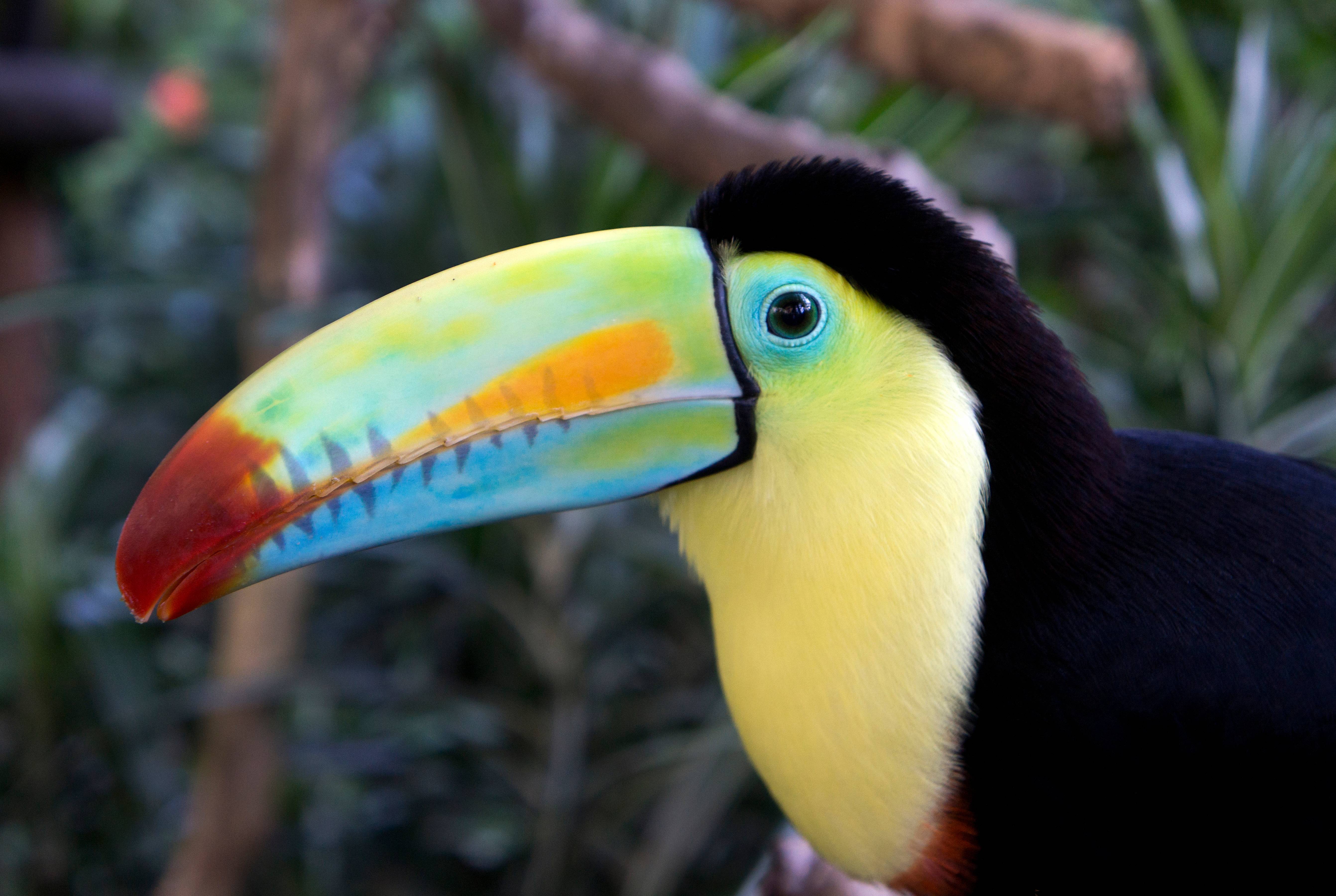 Toucan Engagement, Costa Rica