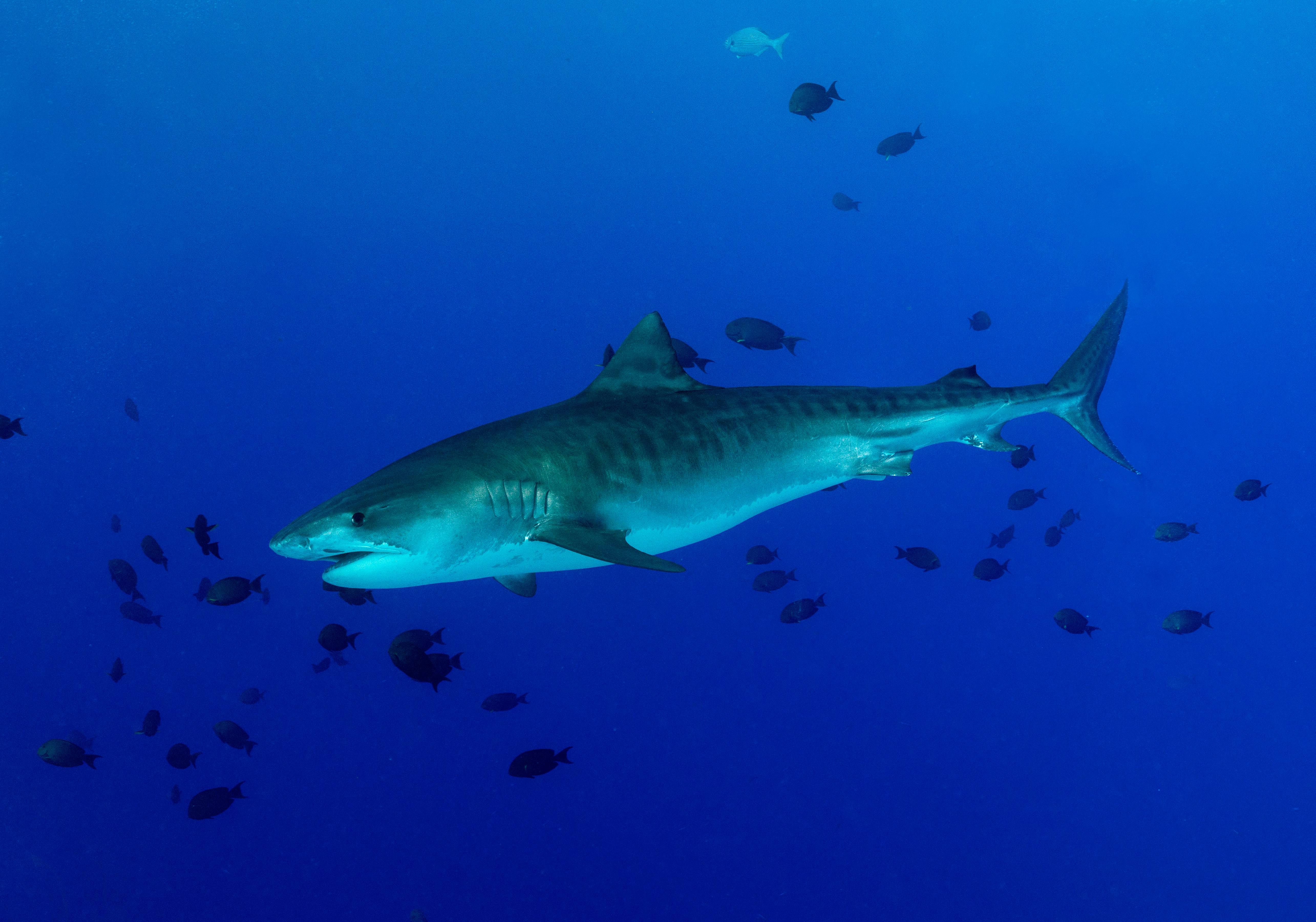 Tiger Shark, Maldives
