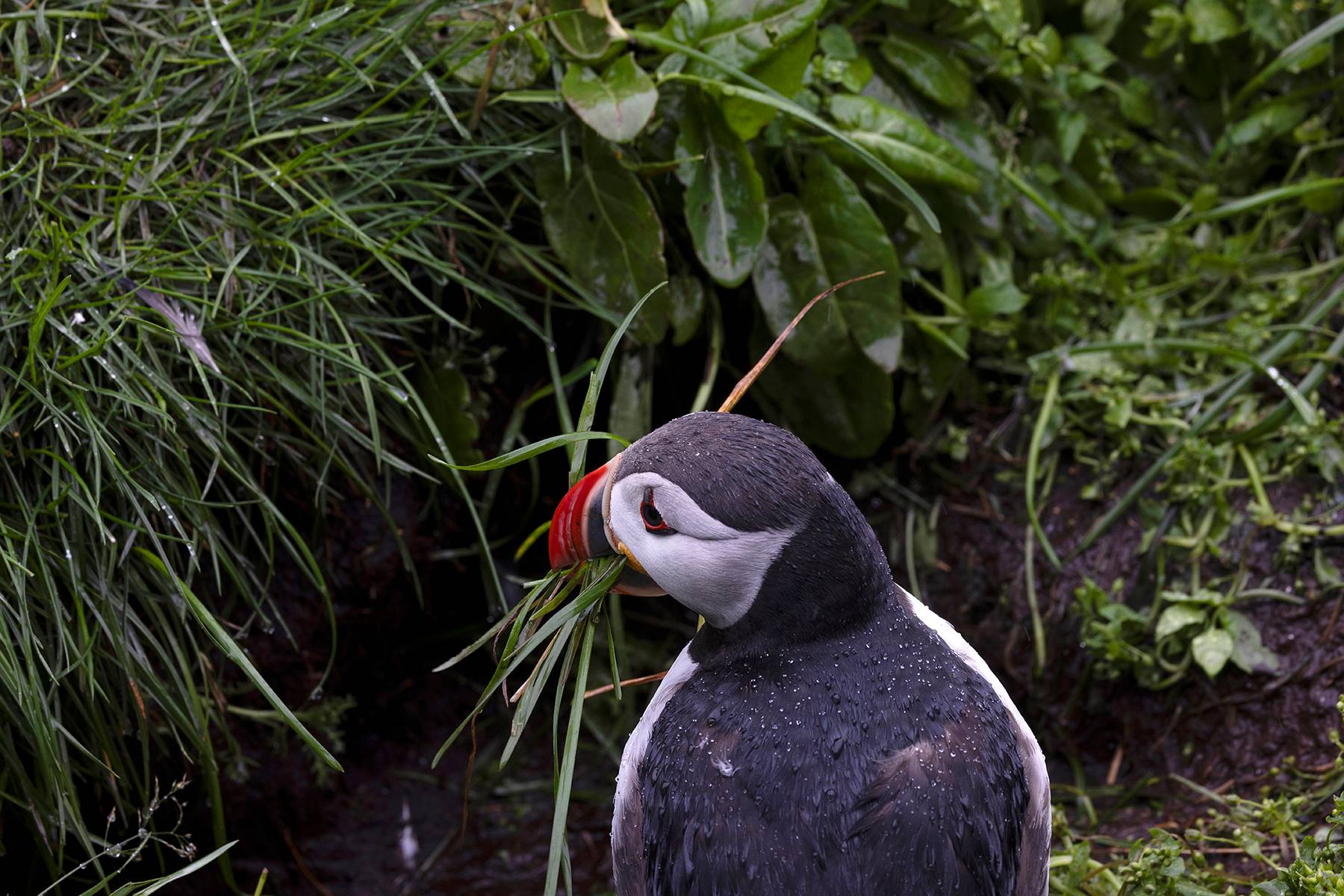 Puffin Nest Decorator