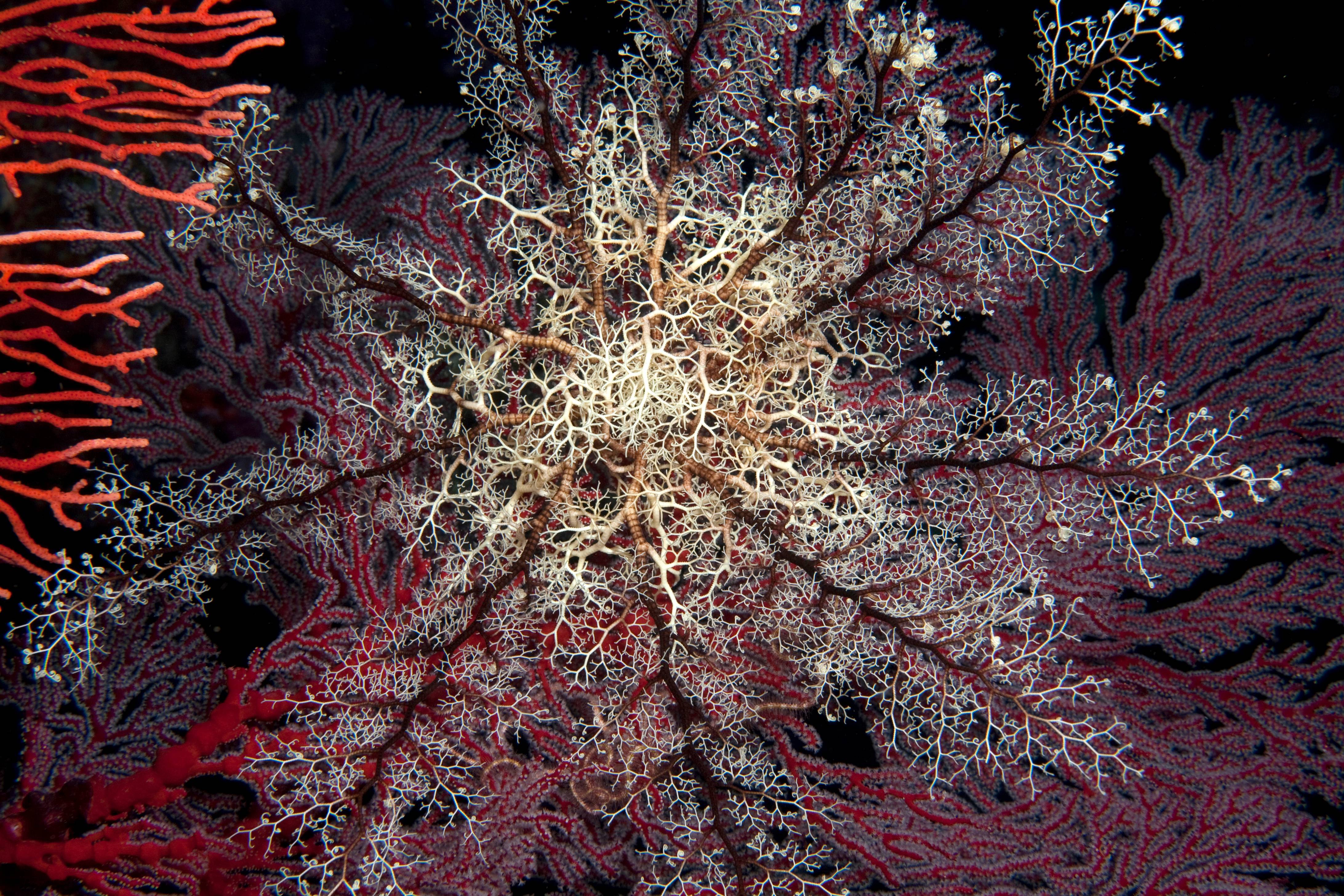 Basket Star at Night, Fiji
