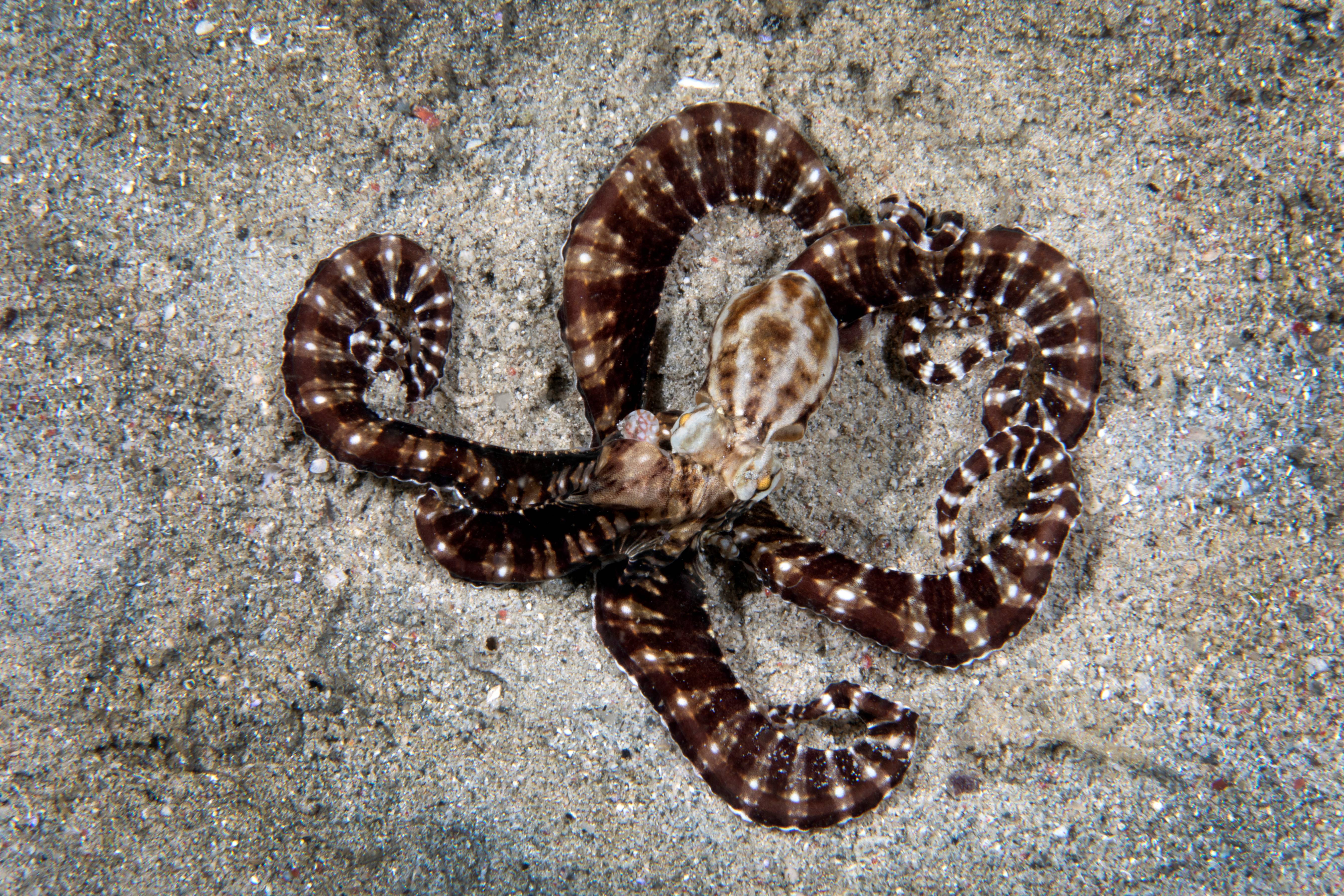 Mimic Octopus, Puerta Galera, Phillipines