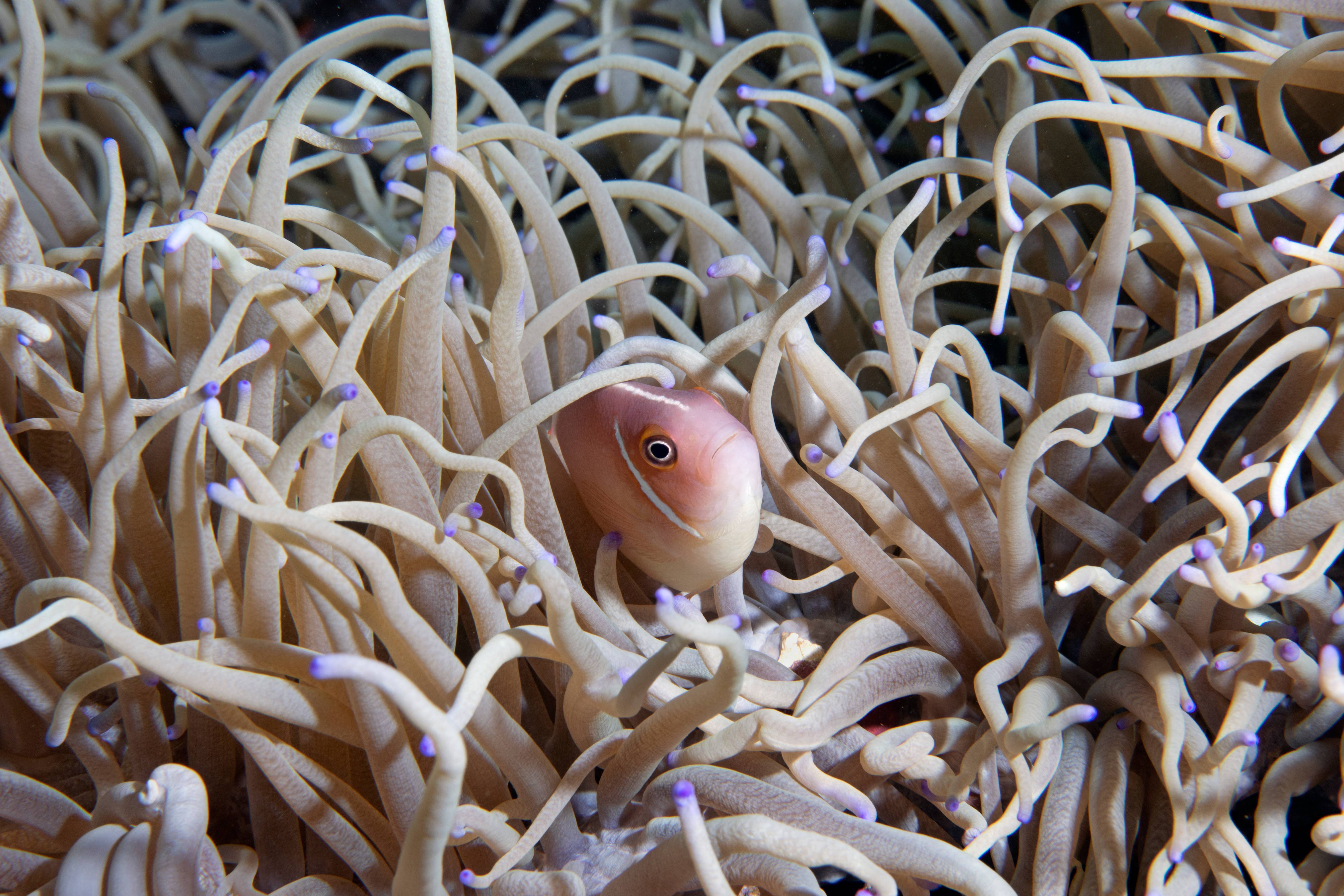 Anemonefish in Anemone, Puerta Galera, Phillipines