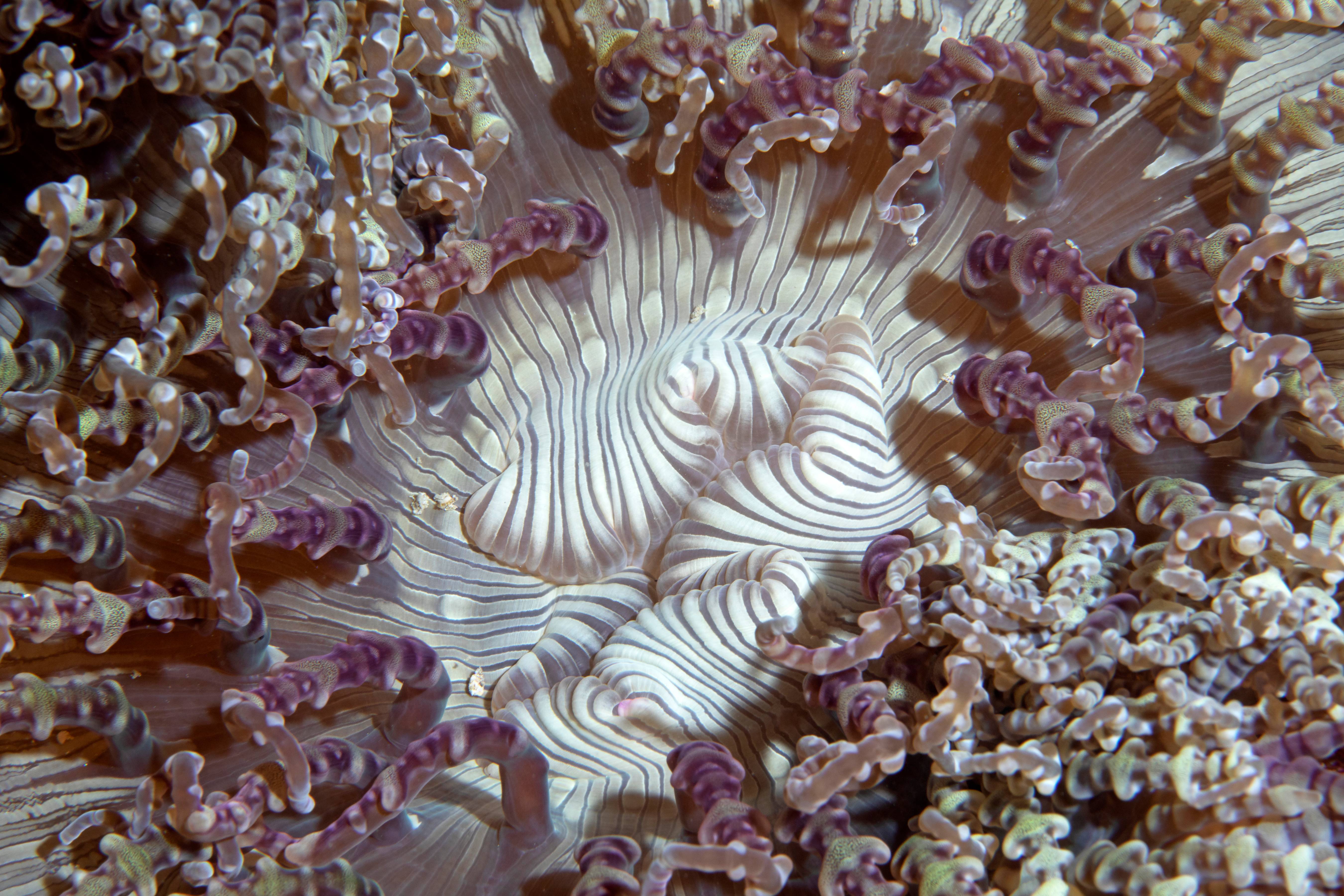 Anemone Mouth, Puerta Galera, Phillipines