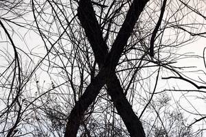 XTrees_SaraShoemakerLind.jpg