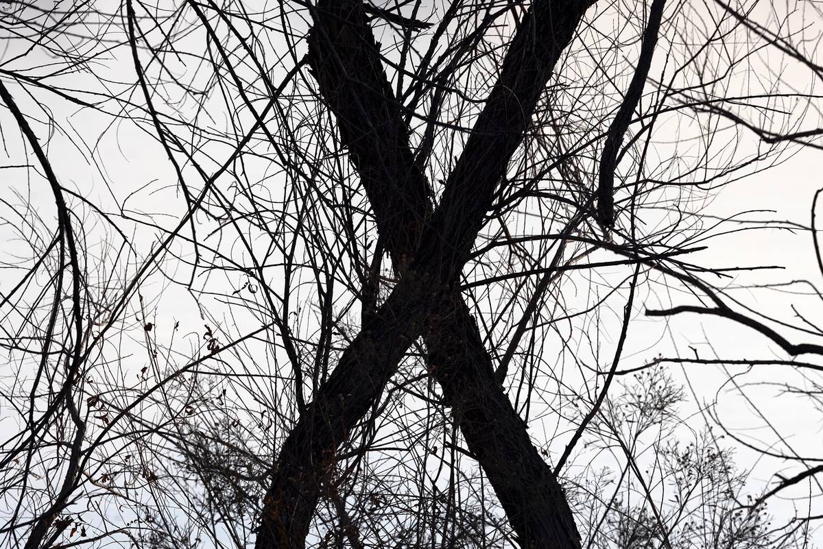 XTrees_SaraShoemakerLind.jpg