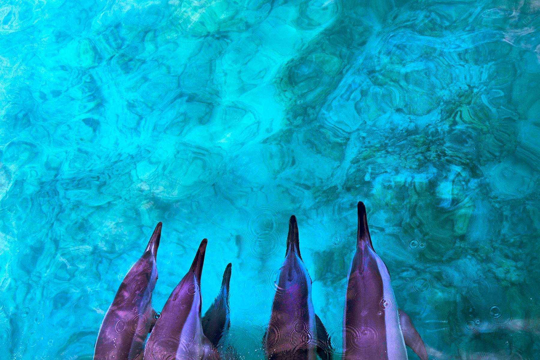 Dolphins At Bow, Hawaii