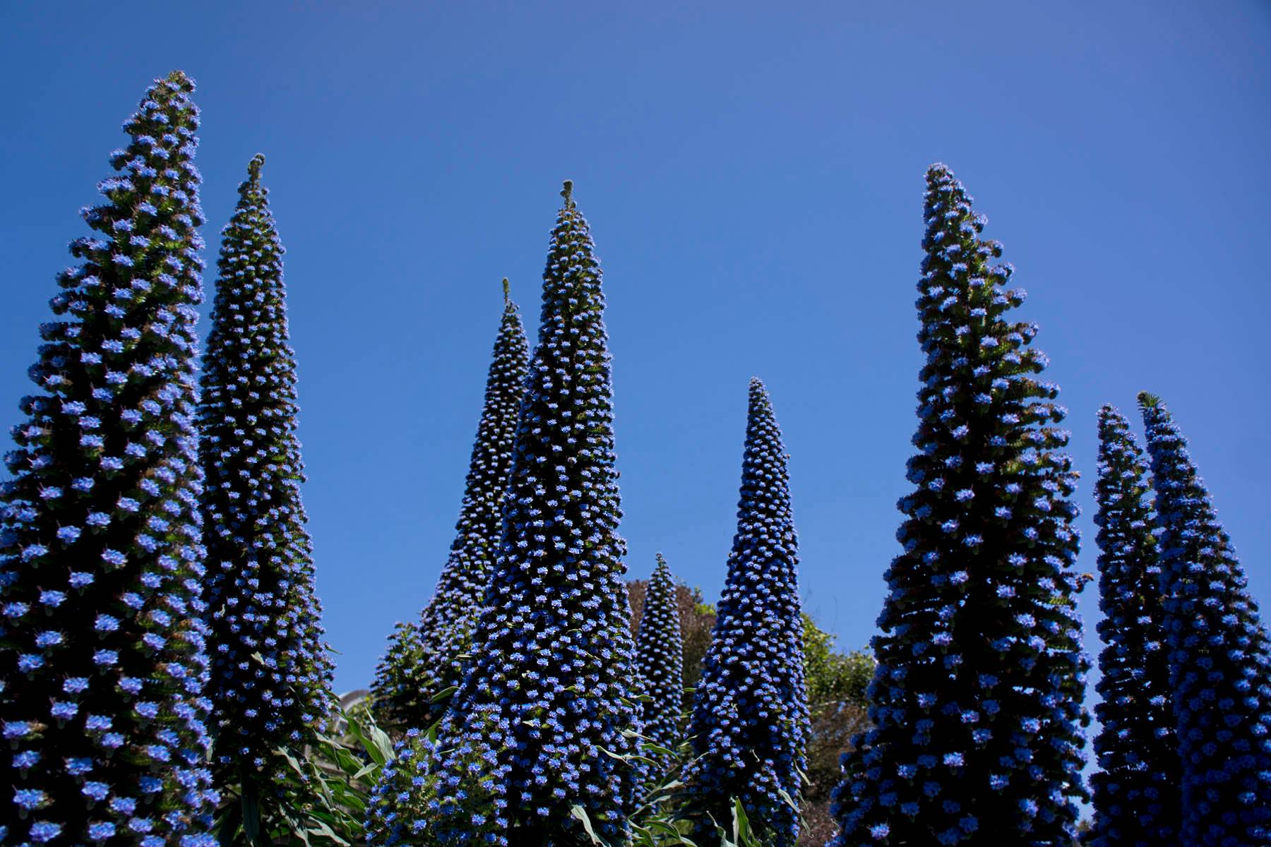 Pride of Madeira Blooms