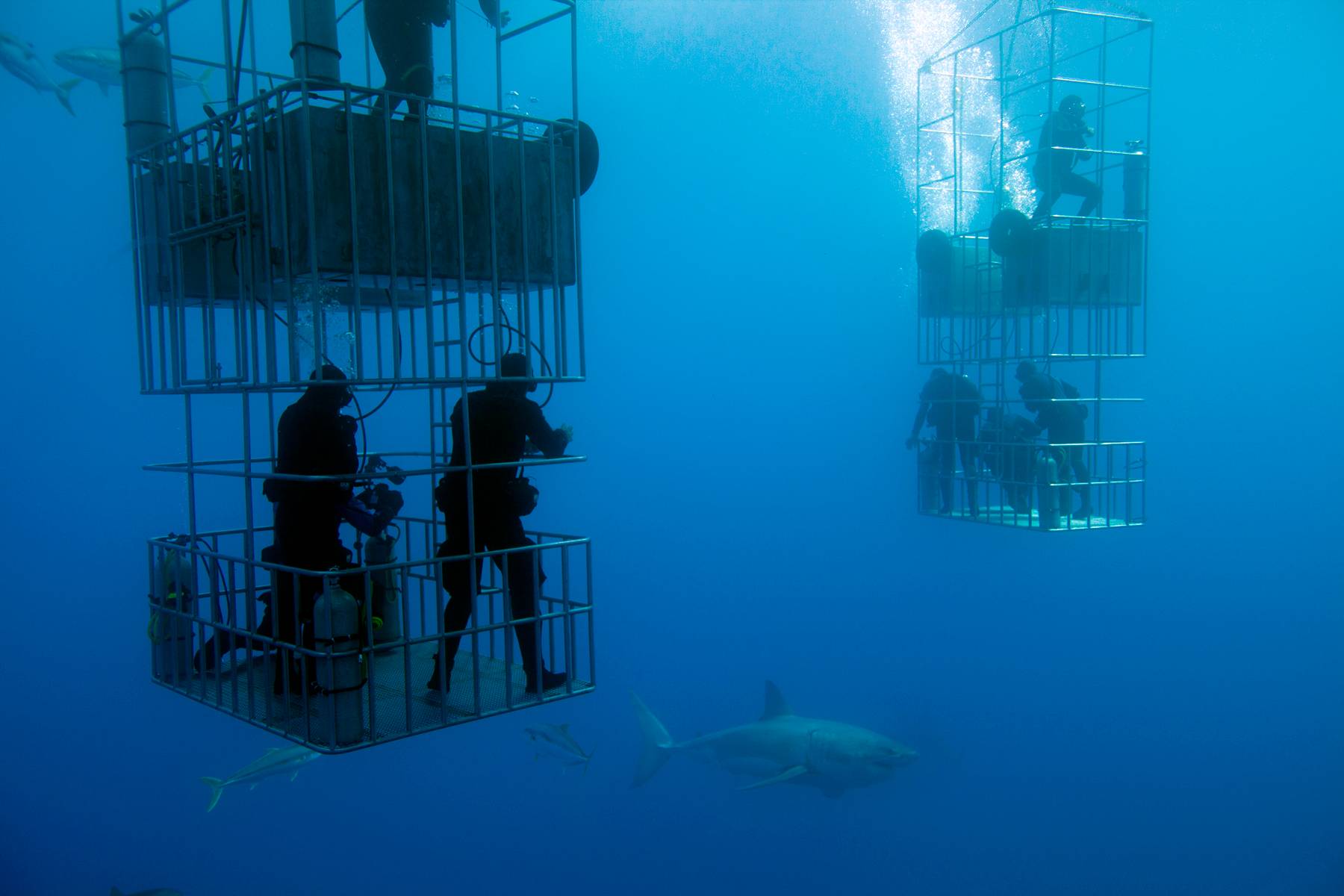 Shark Cages with Great White Shark, Isla Guadalupe, Mexico