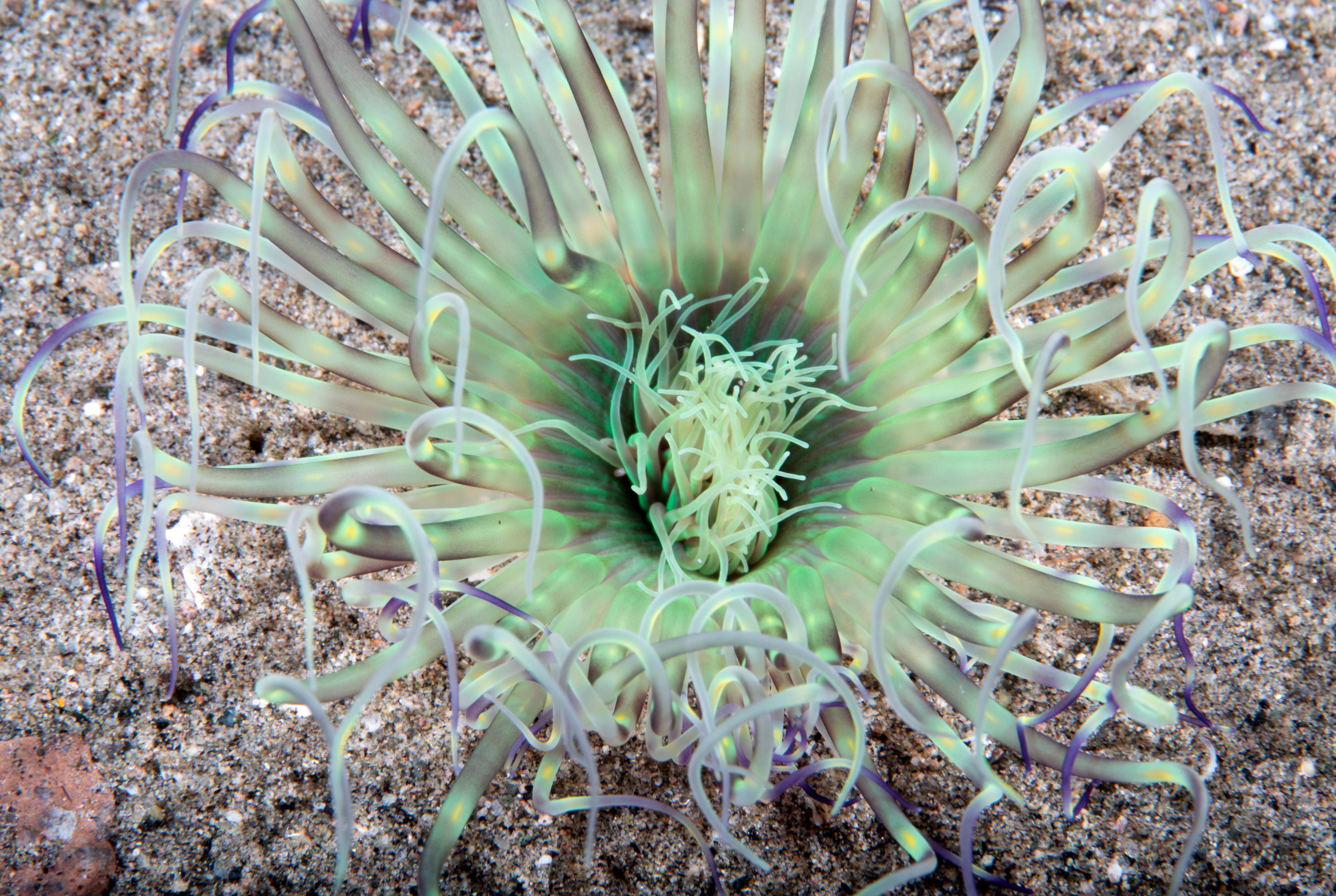 Fluorescent Anemone, Puerta Galera, Phillipines