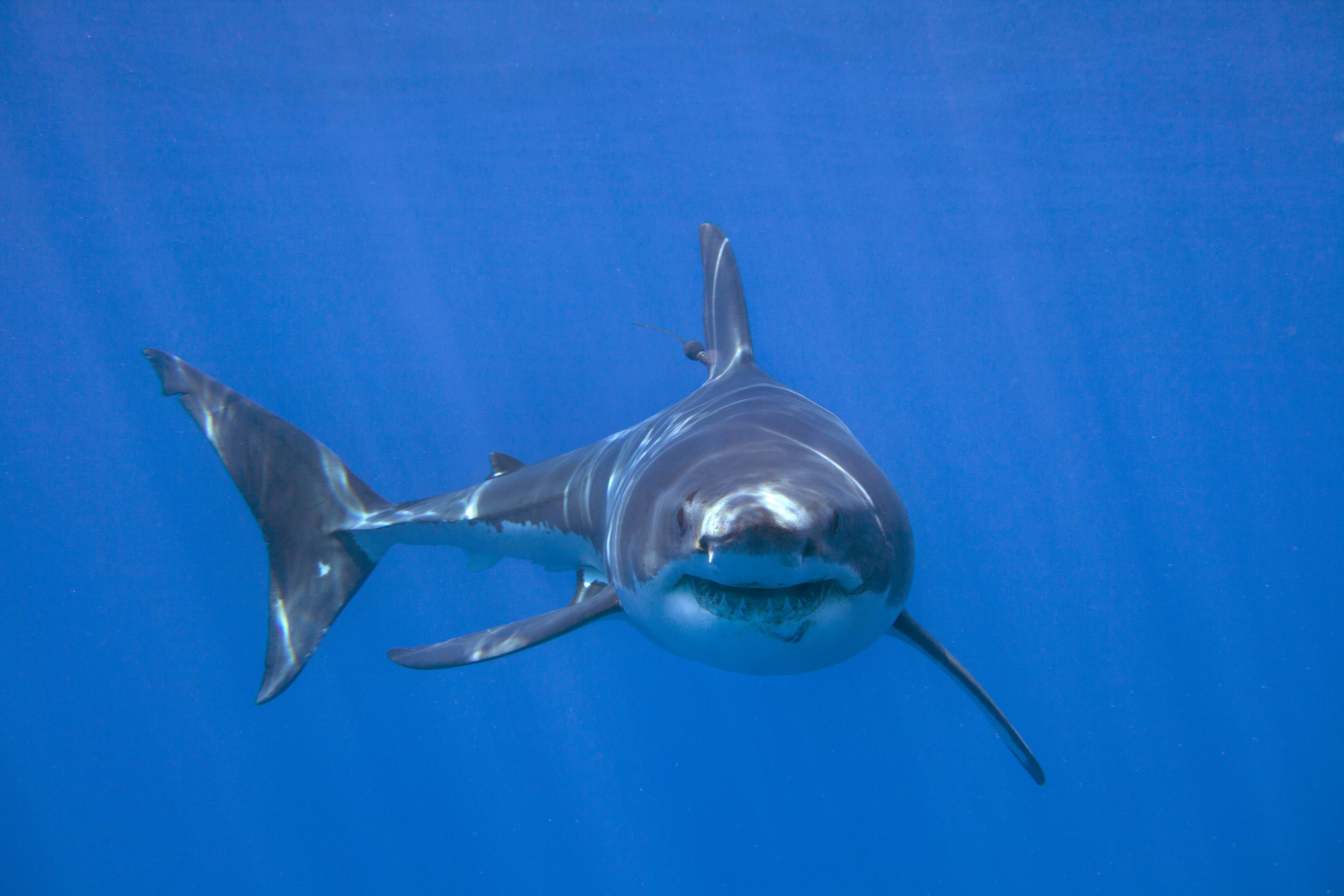 Great White Shark with Satellite Tag, Isla Guadalupe, Mexico