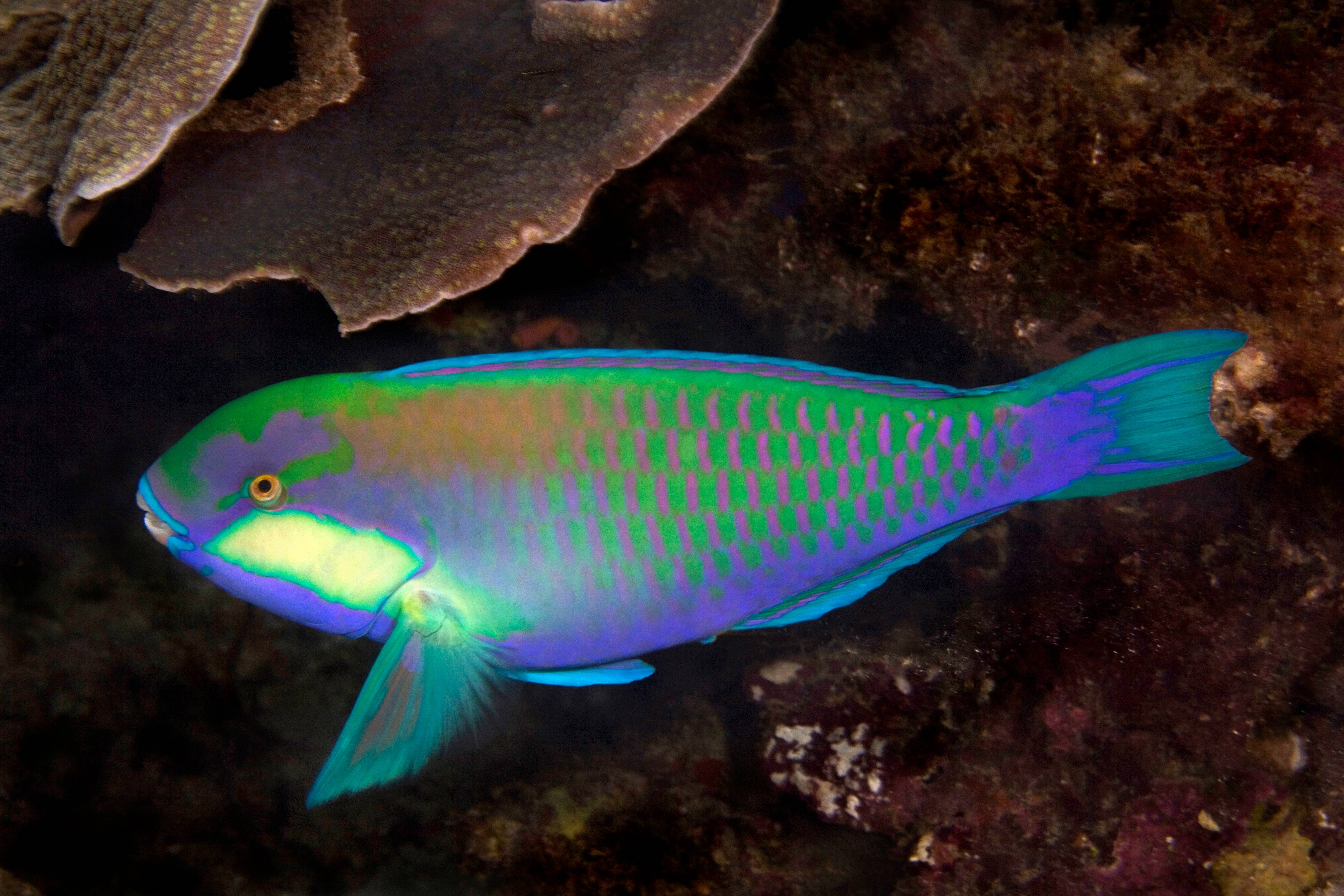 Parrotfish