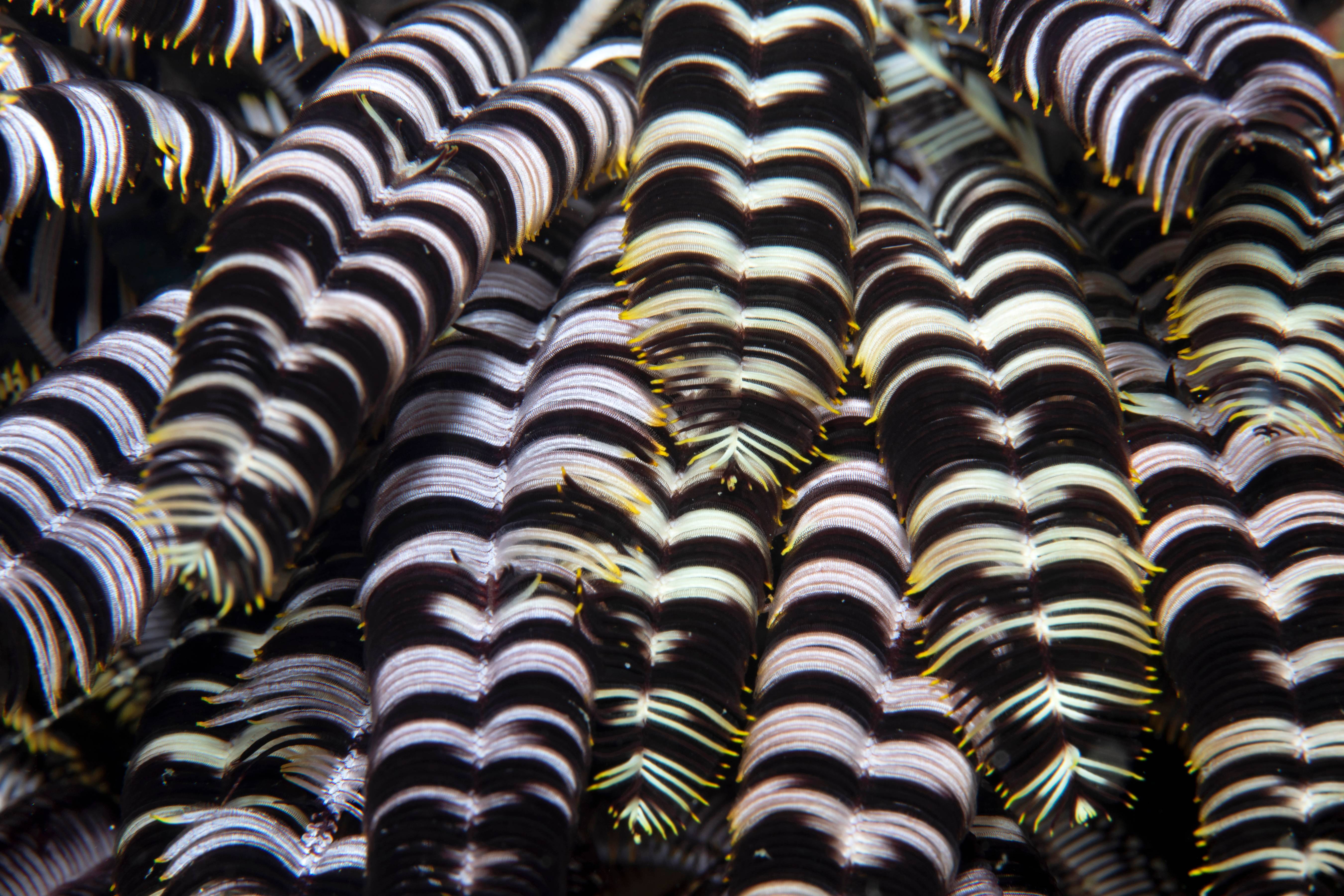 Striped Crinoid, Puerta Galera, Phillipines