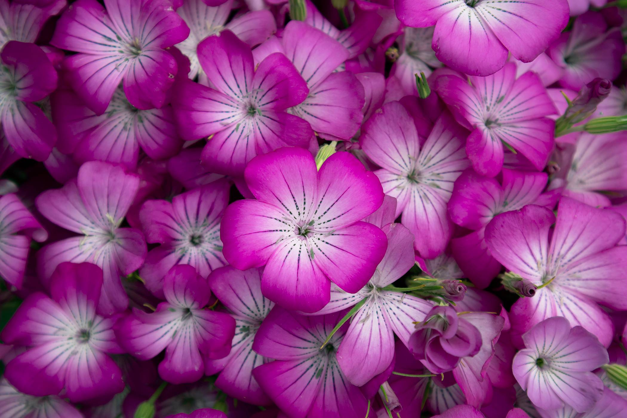 Flower Bunch