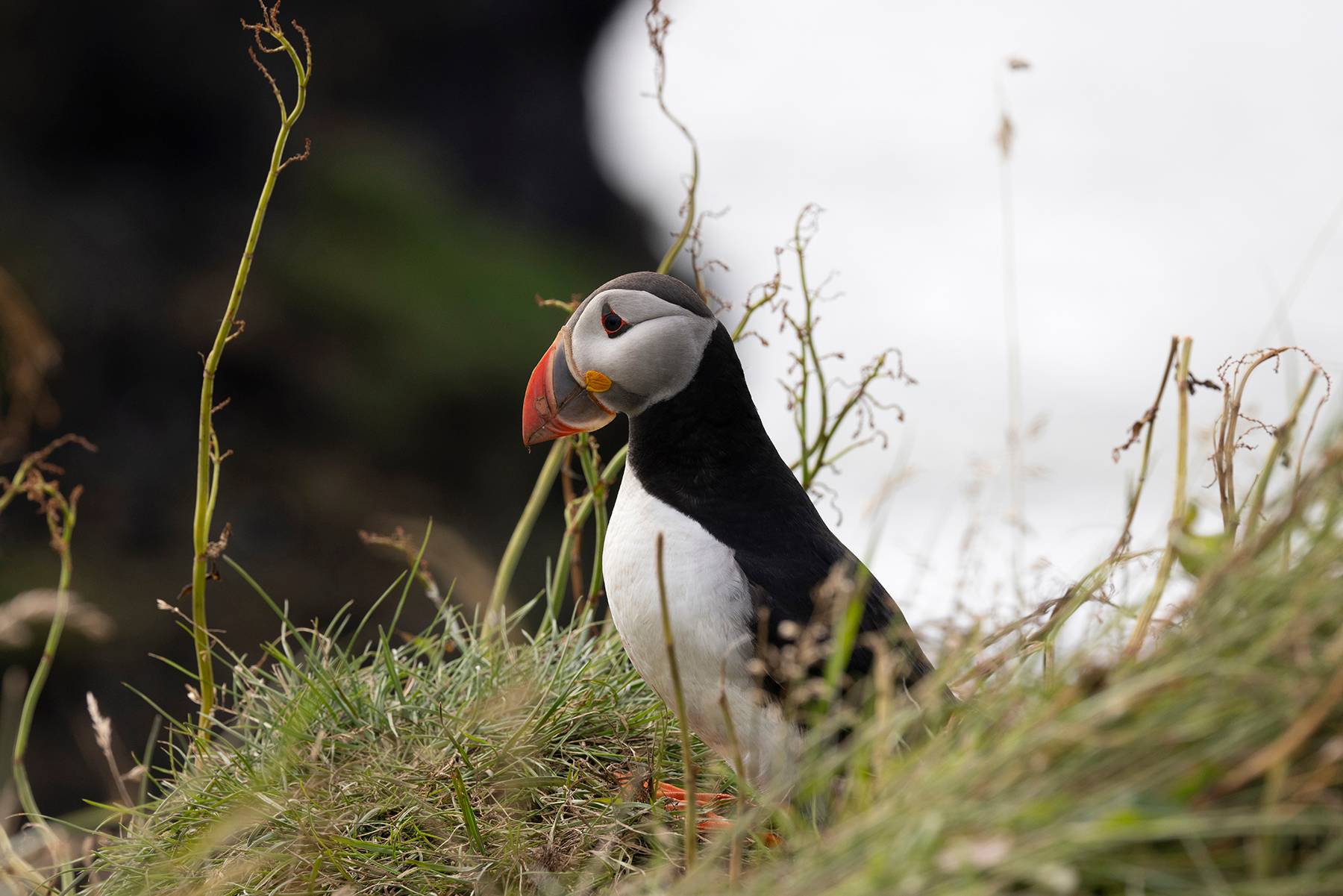 Puffin And Cliff, Dyrhólaey