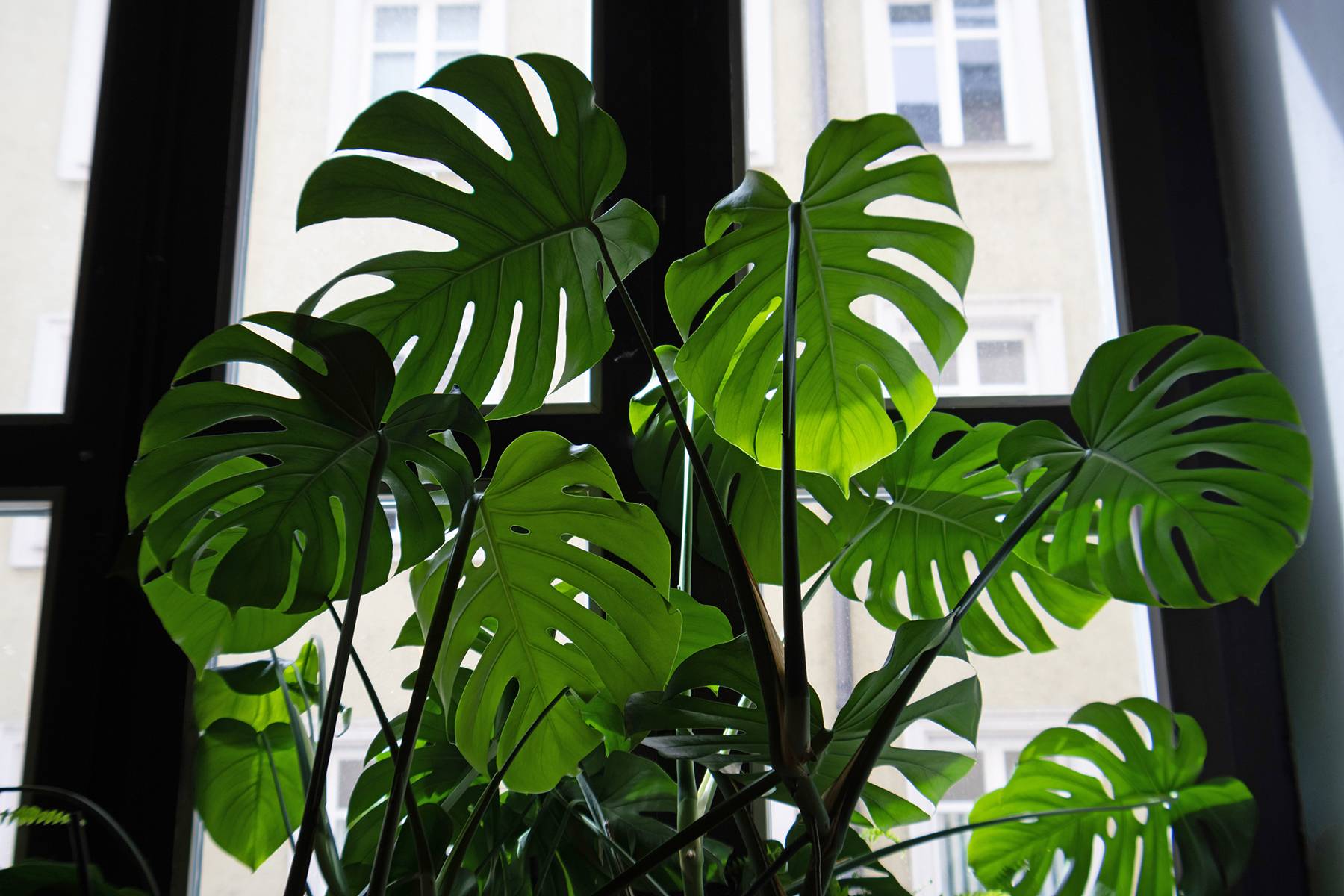Monstera in window