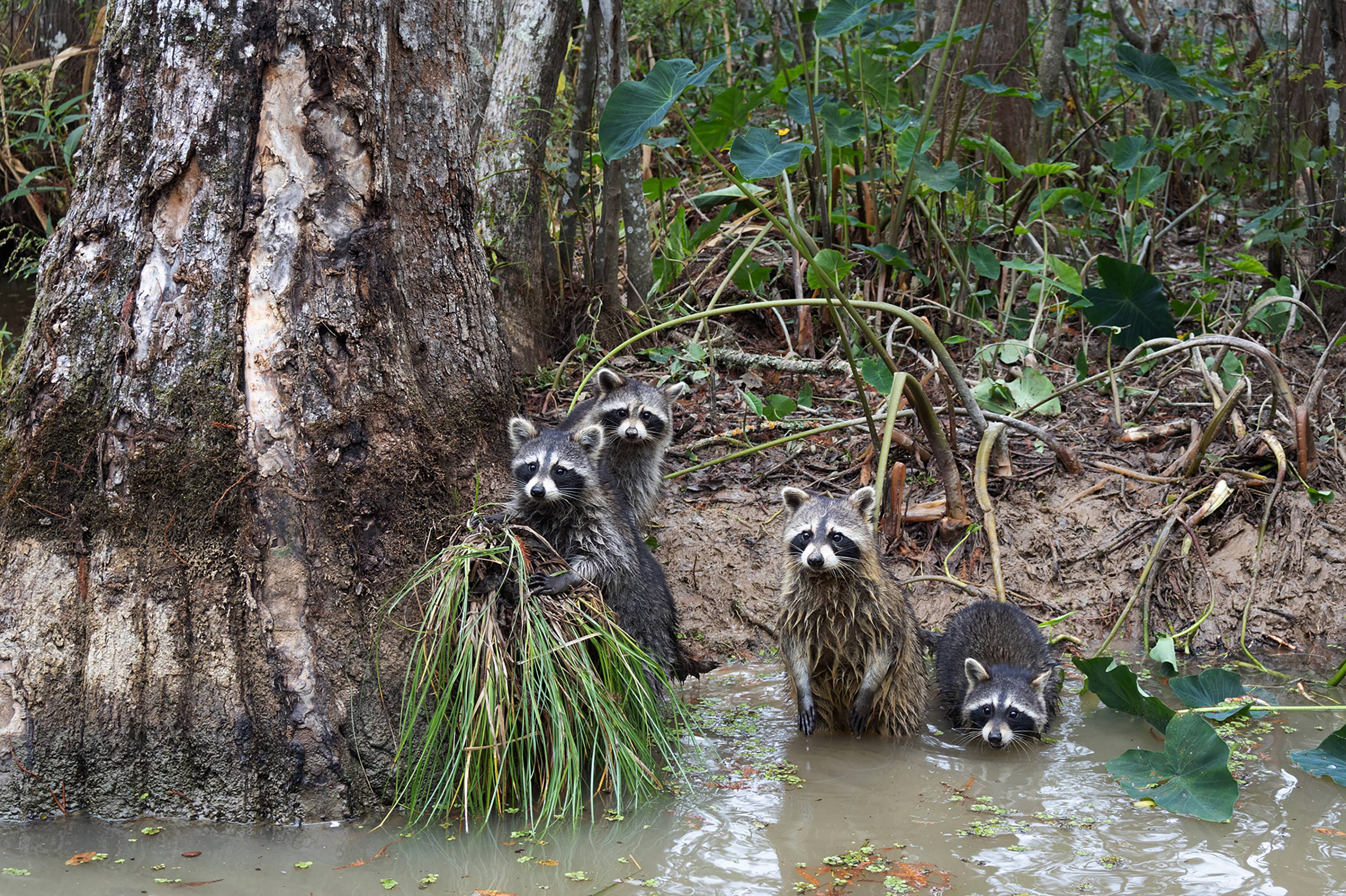 Raccoons, Louisiana Swamp Mammals