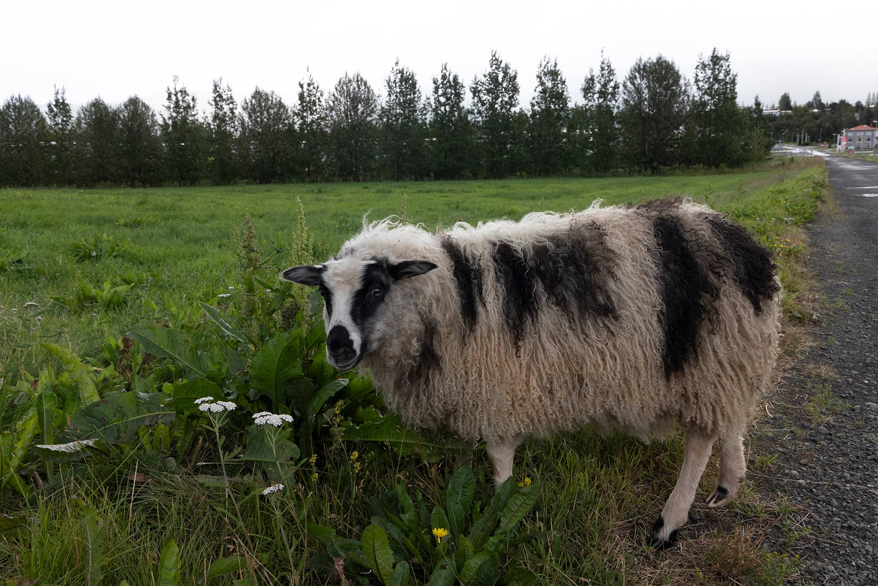 Icelandic Sheep
