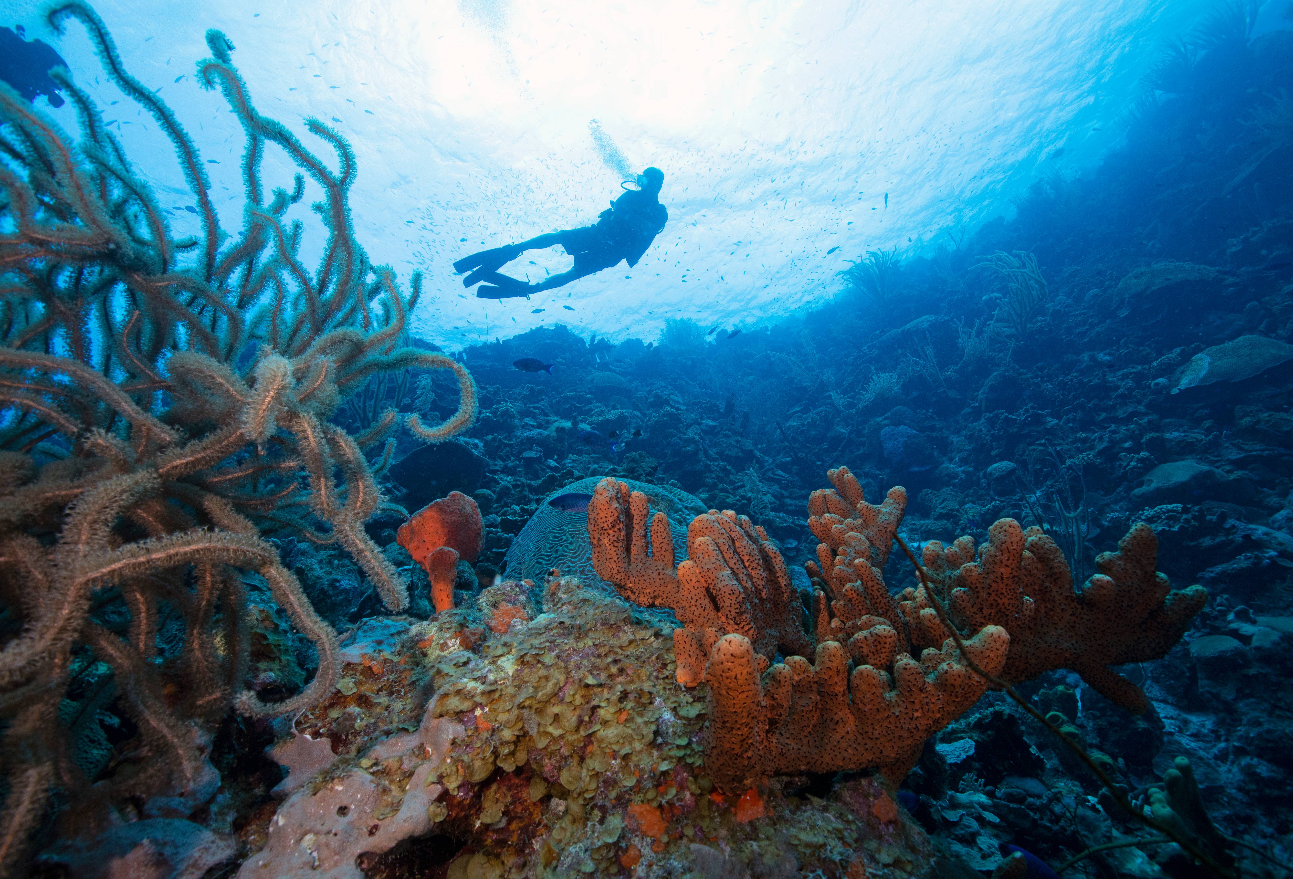 Diver Above Sponges and Reef, Bonaire