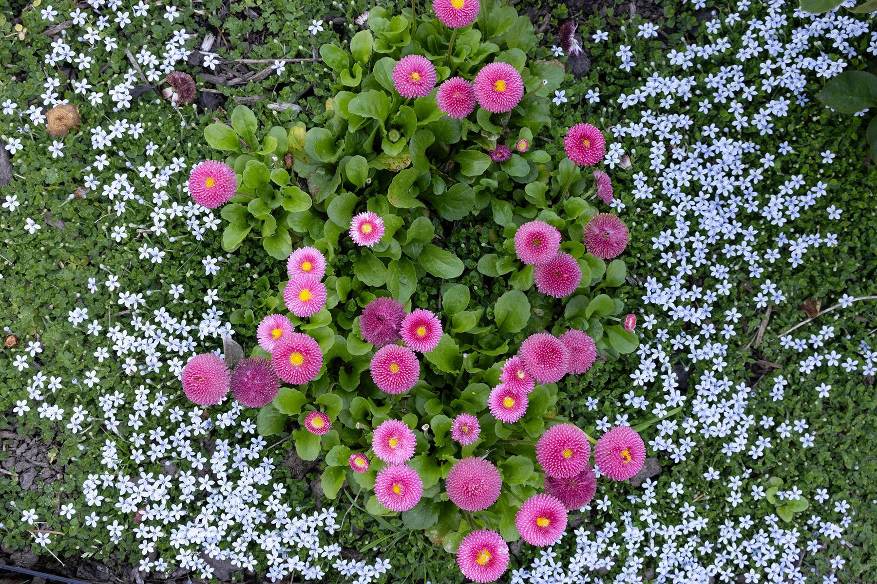 Oregon Spring carpet