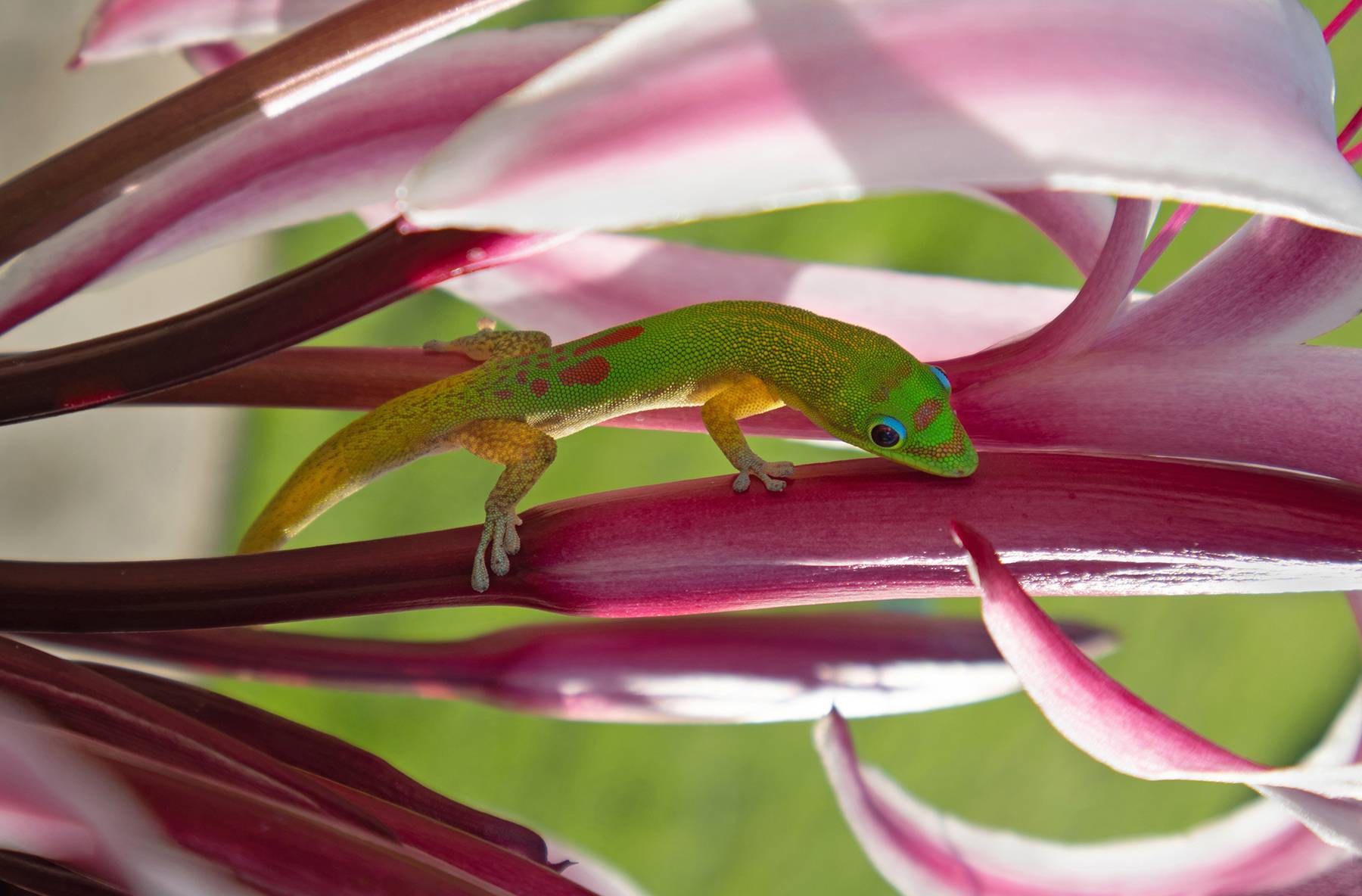 Gecko in Amaryllis Petals