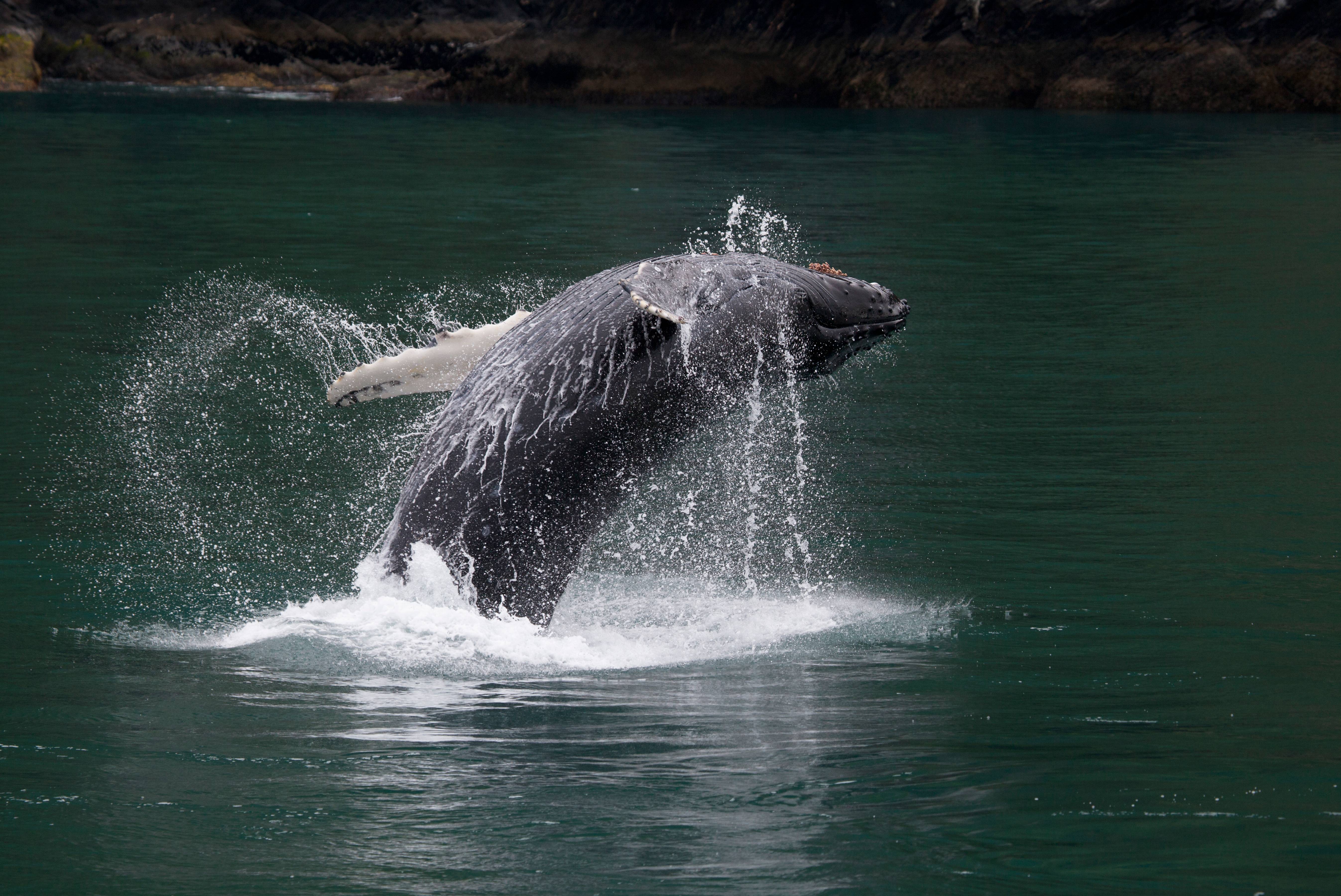 Breaching Humpback Whale, Kenai Fjord, Alaska
