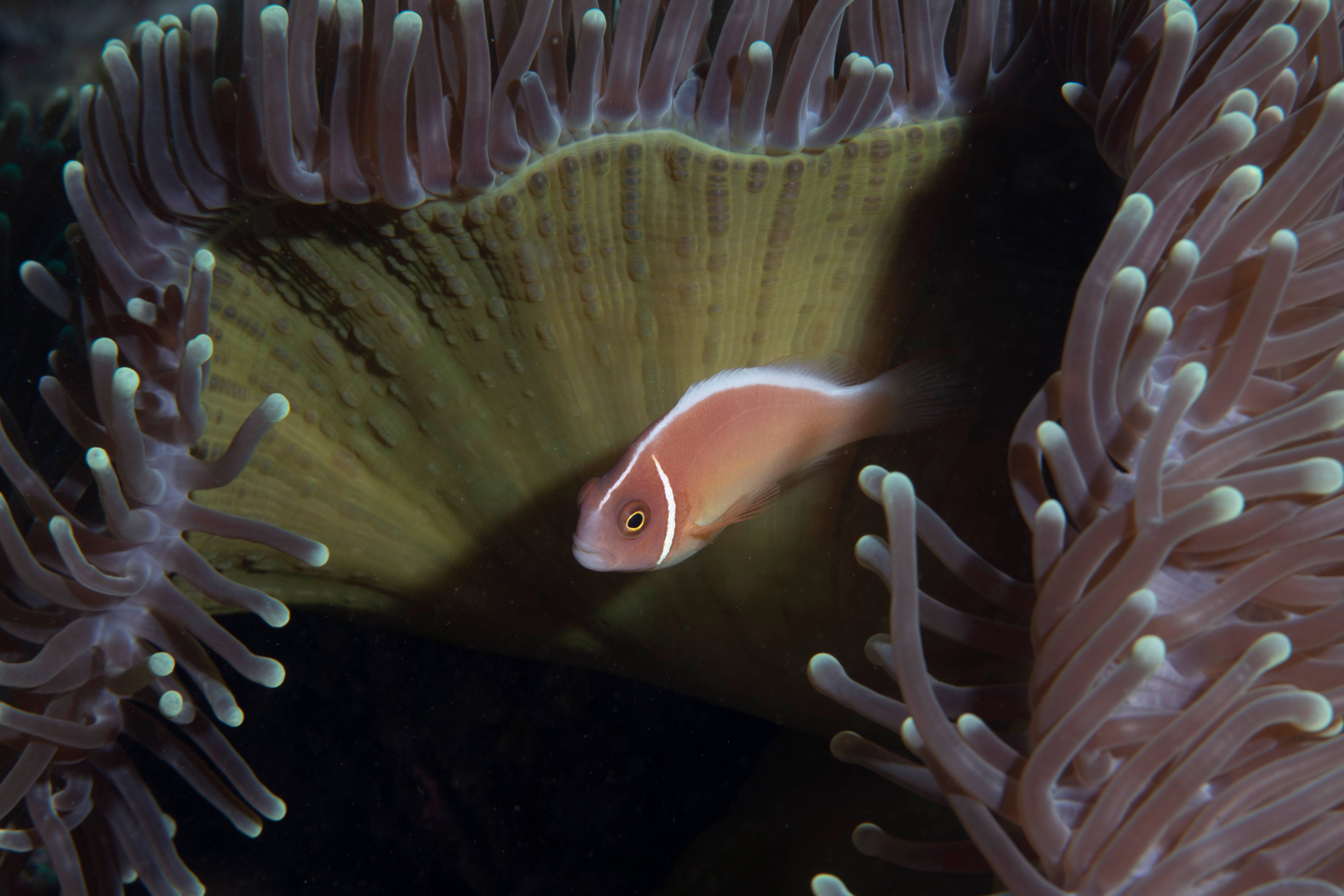 Anemonefish in Host Anemone, Phillipines