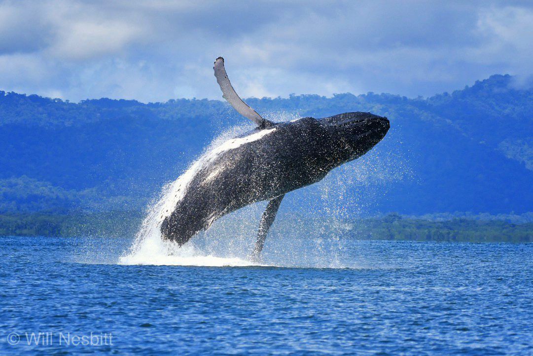 WillsWhale.jpg