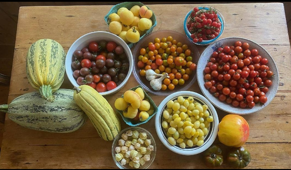 A Garden To Table Harvest Of Tomatoes, Squash, and Garlic