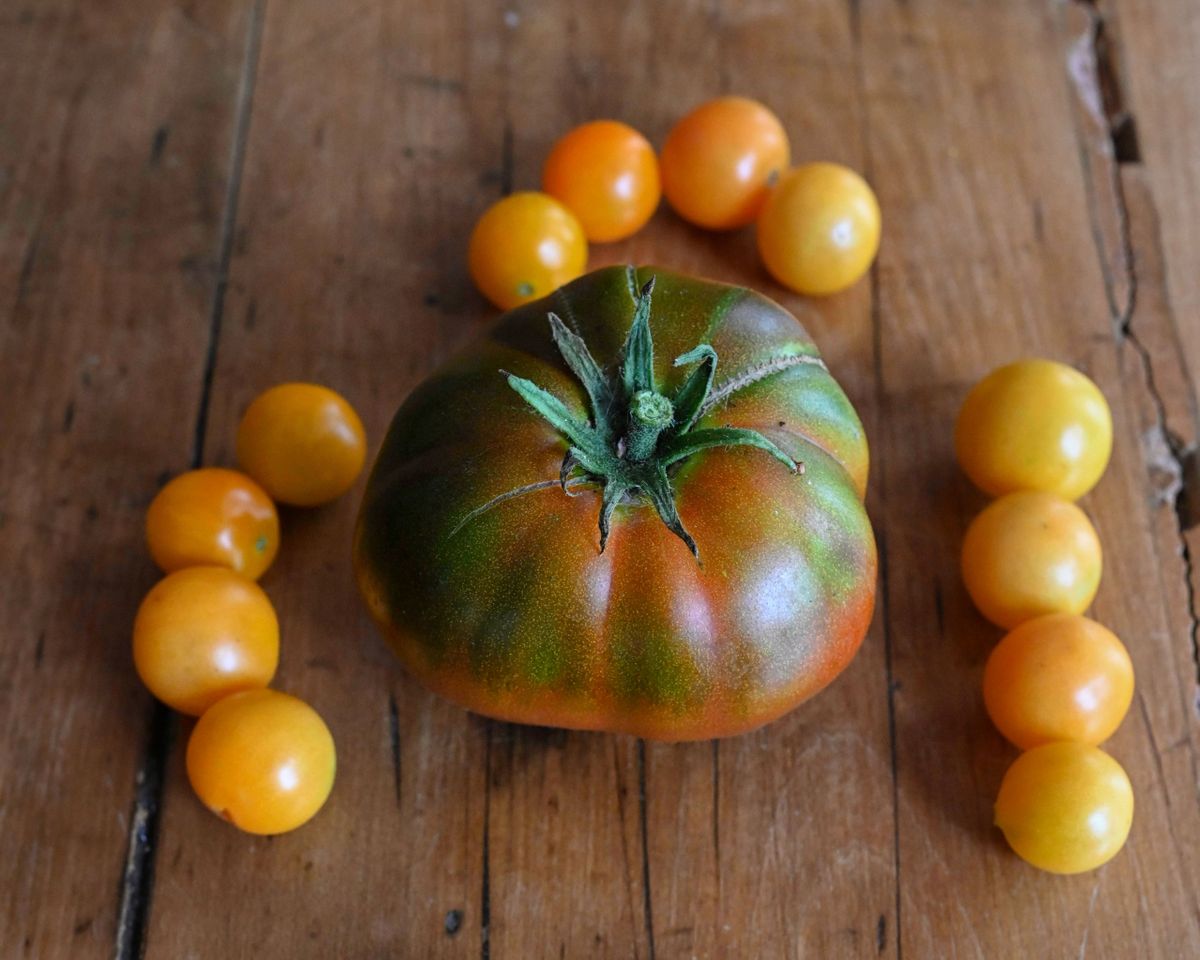 Harvested Tomatoes