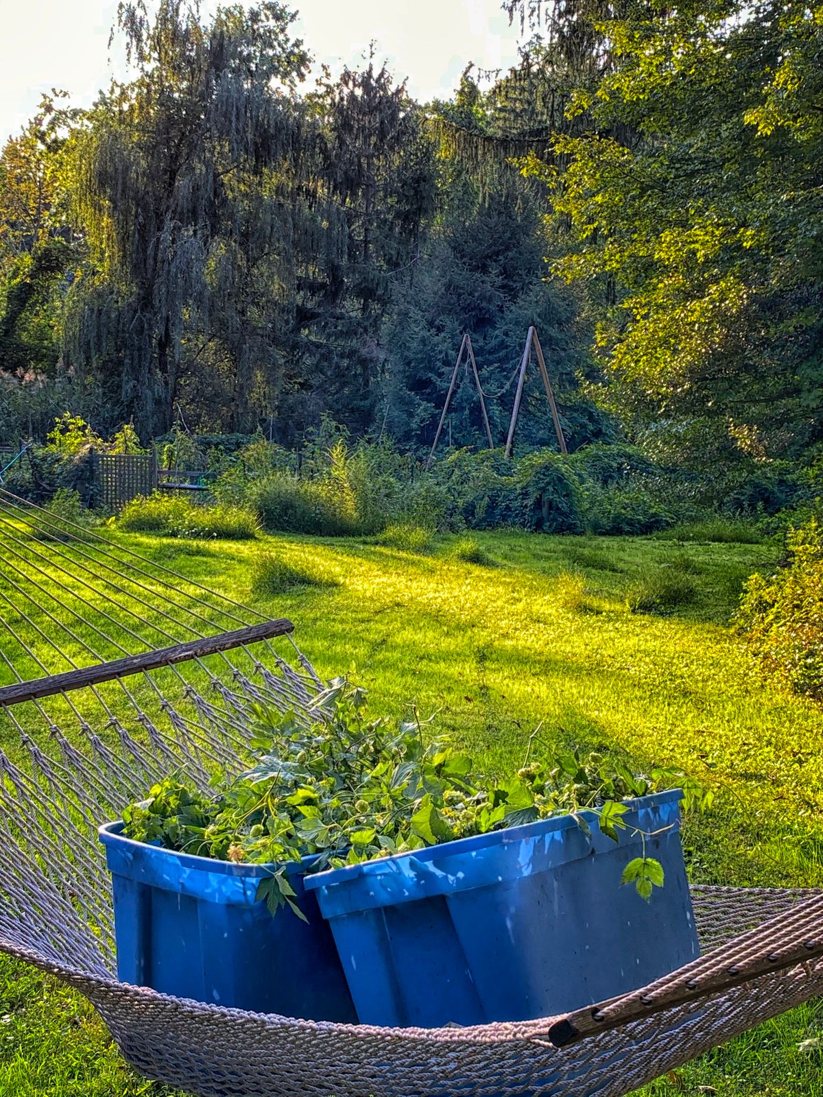Freshly Harvested Garden Hops On Hammock