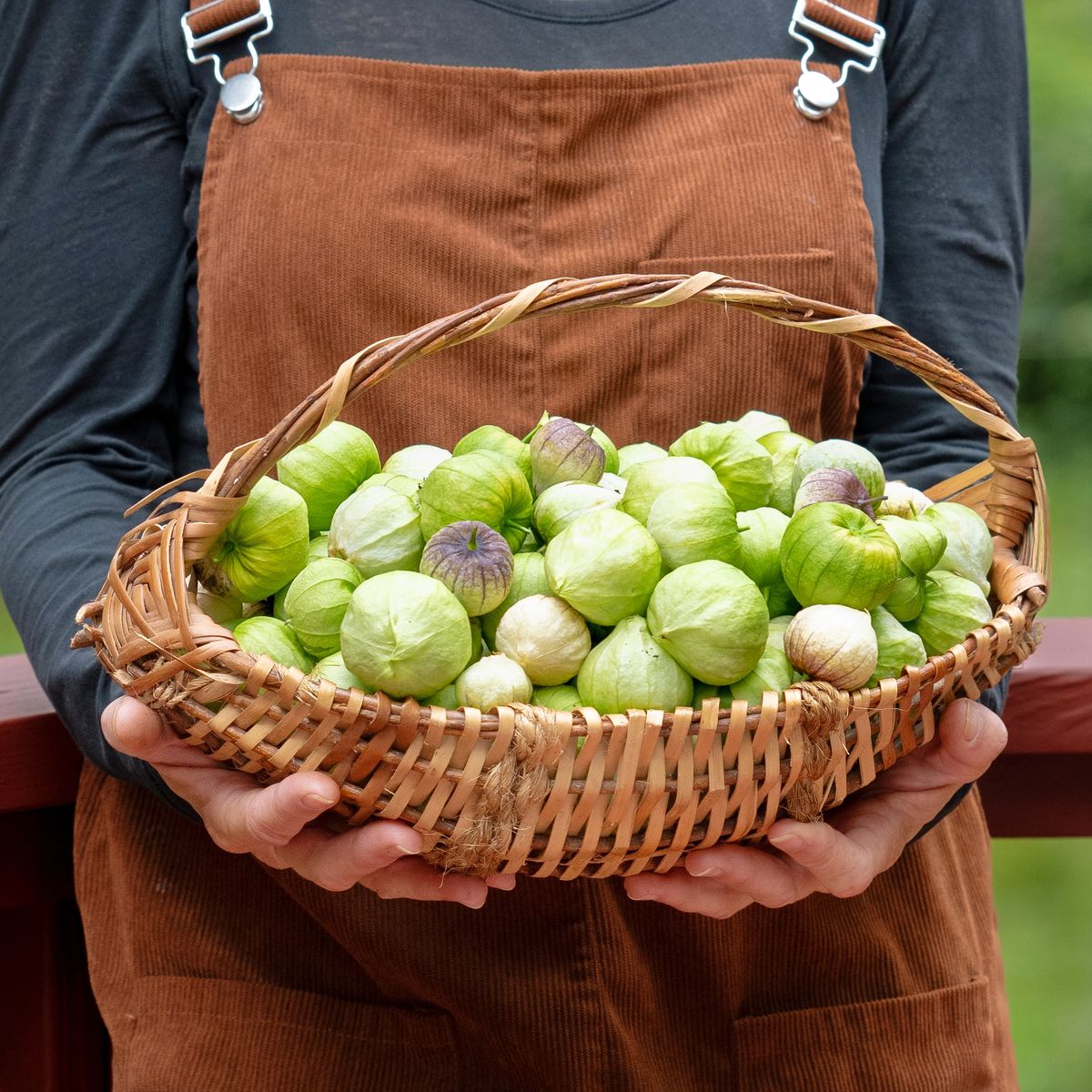 Garden Harvested Tomatillos