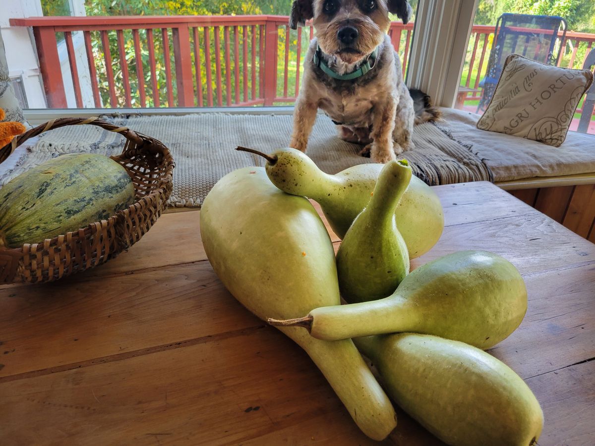 Yakteen Squash With Rico On Farm Table