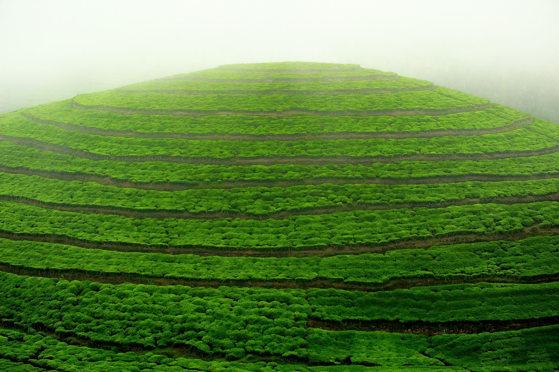 Rwanda Tea Plantation 