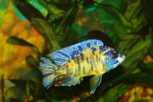 1dreamstimesmall_4259924