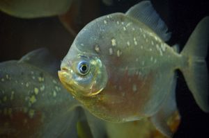 1dreamstimesmall_3969020