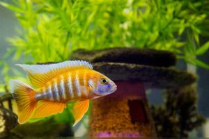 1dreamstimesmall_5529492