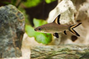 1dreamstimesmall_10604046