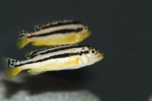 1dreamstimesmall_1707243