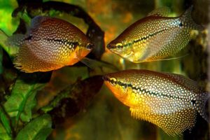1gourami_school