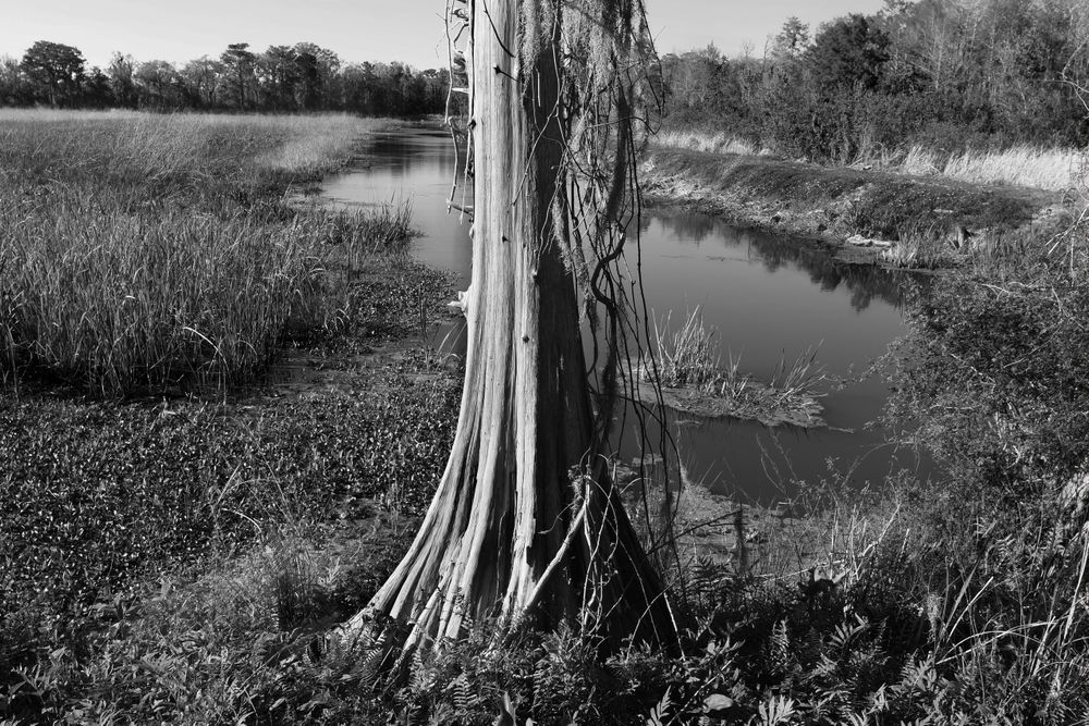 DSC_3236_Cypress and Rice Field_Brookgreen_BW_W.jpg