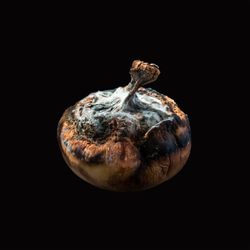 fr_ART_3309_Butternut Squash.jpg